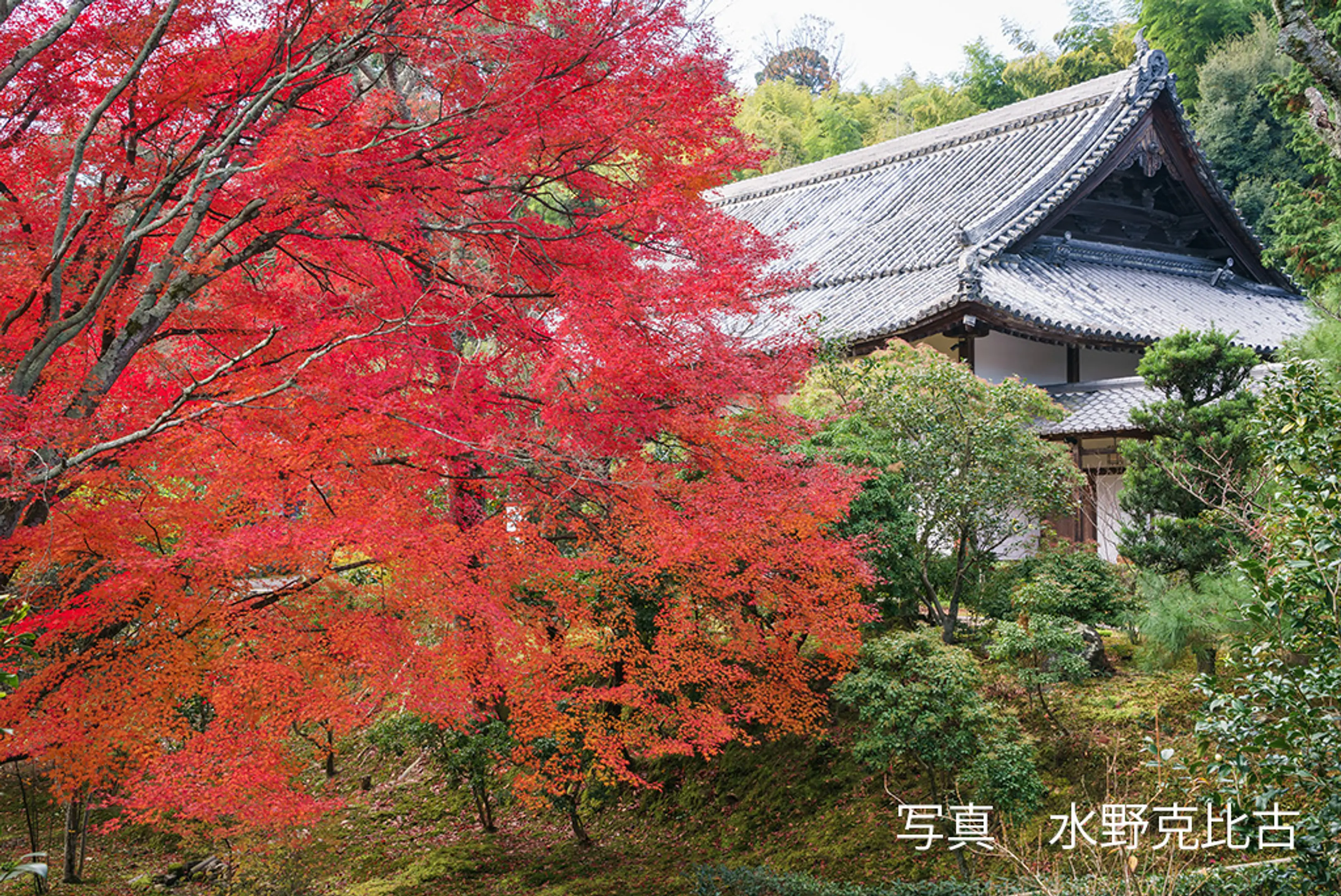 【浄住寺】紅葉