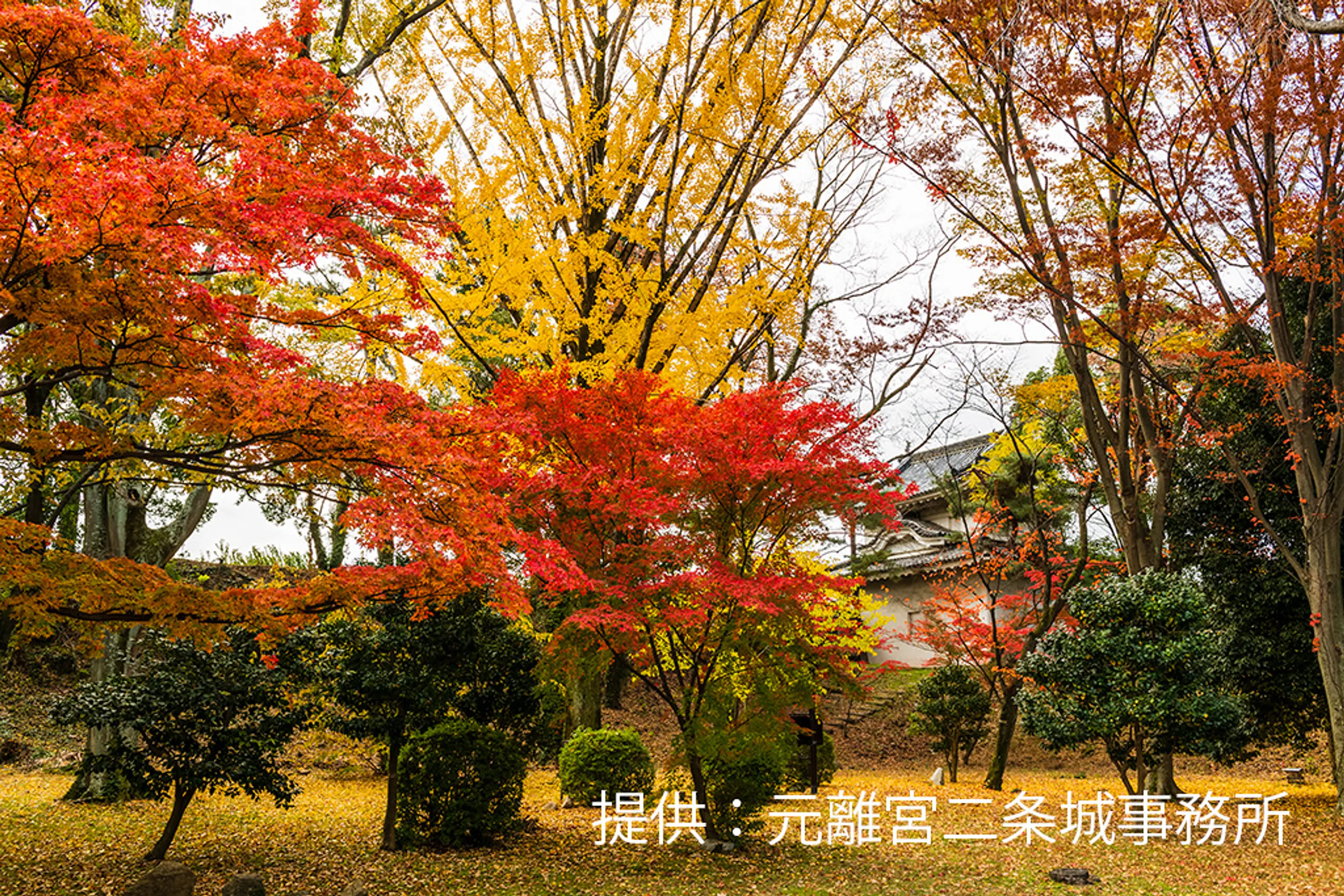 【元離宮二条城】紅葉