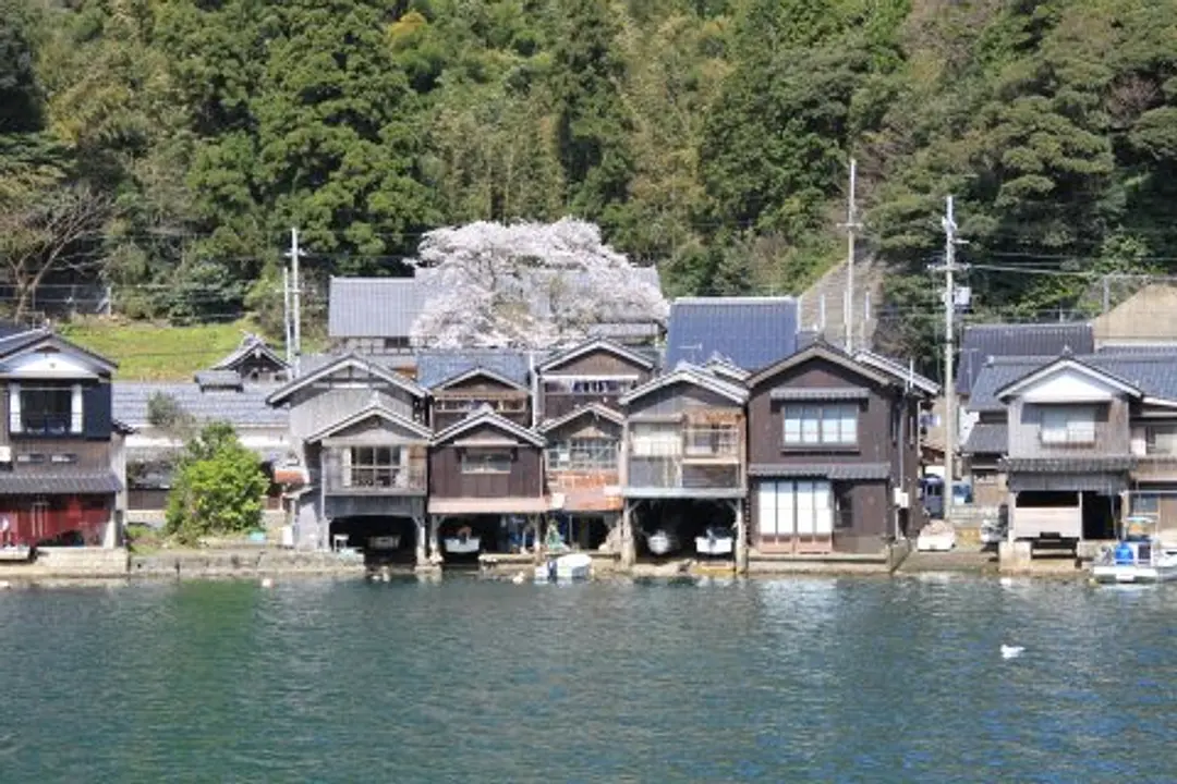 【海蔵寺】桜