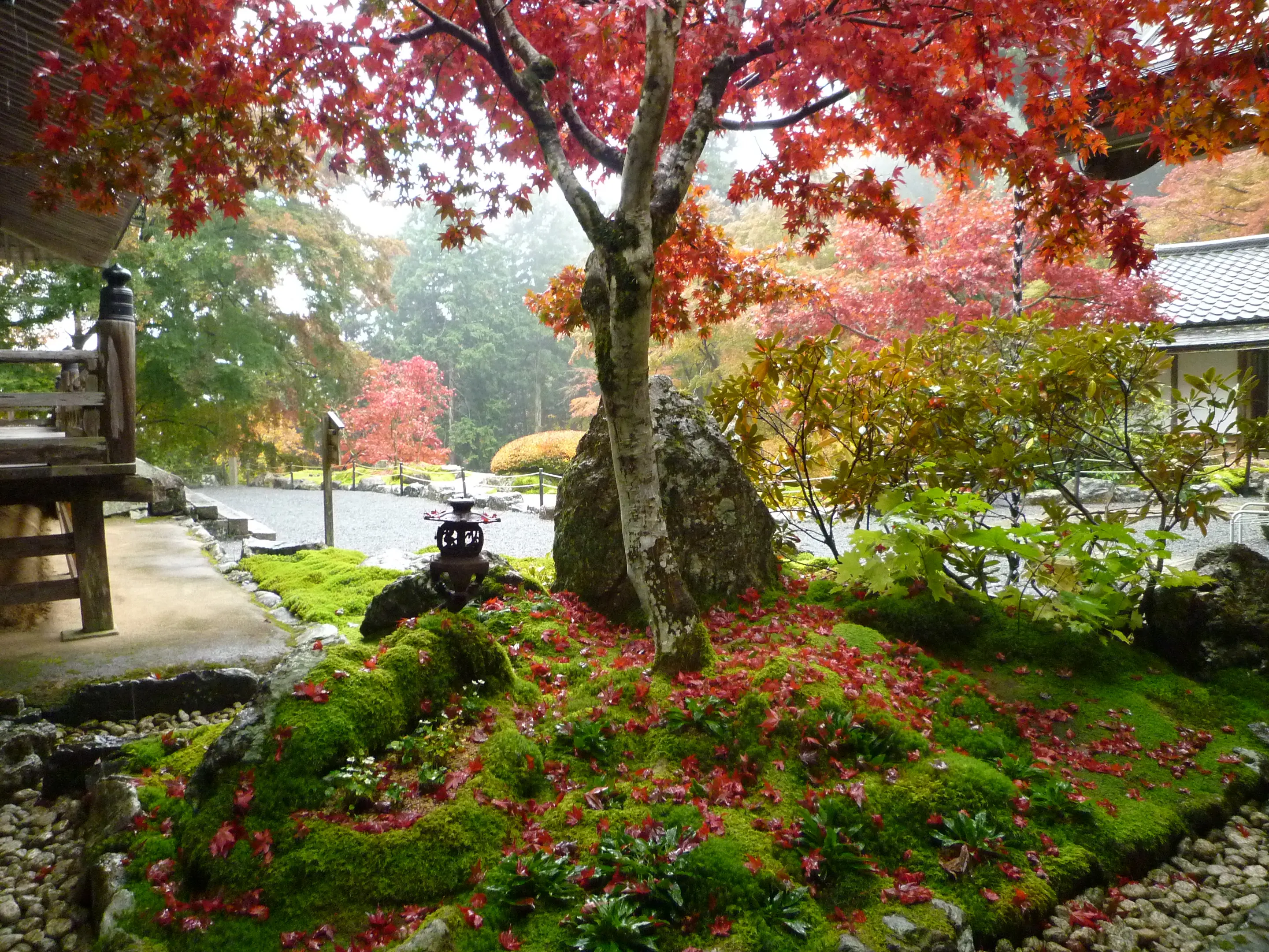 【古知谷阿弥陀寺】紅葉