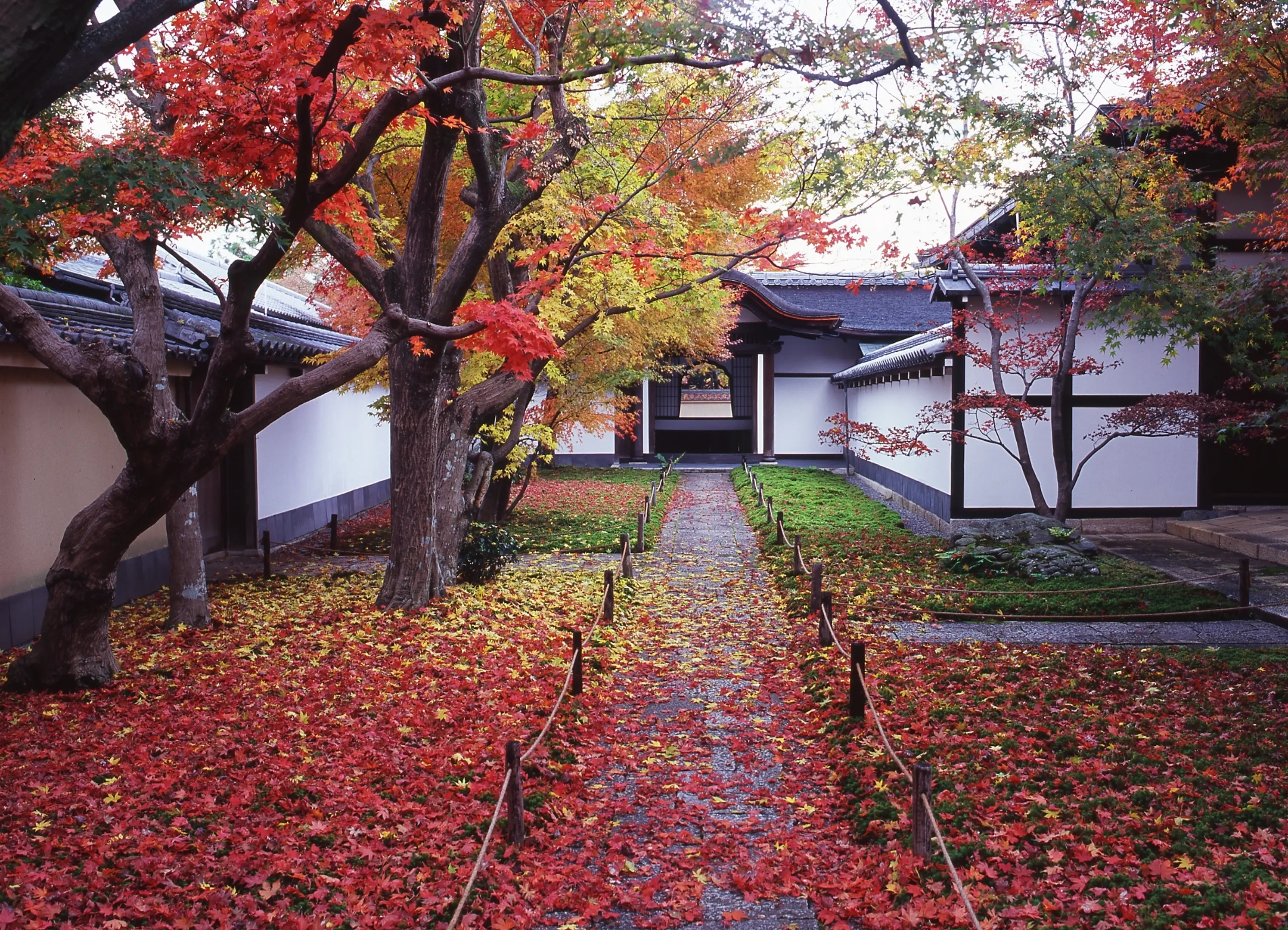 【大徳寺黄梅院】紅葉