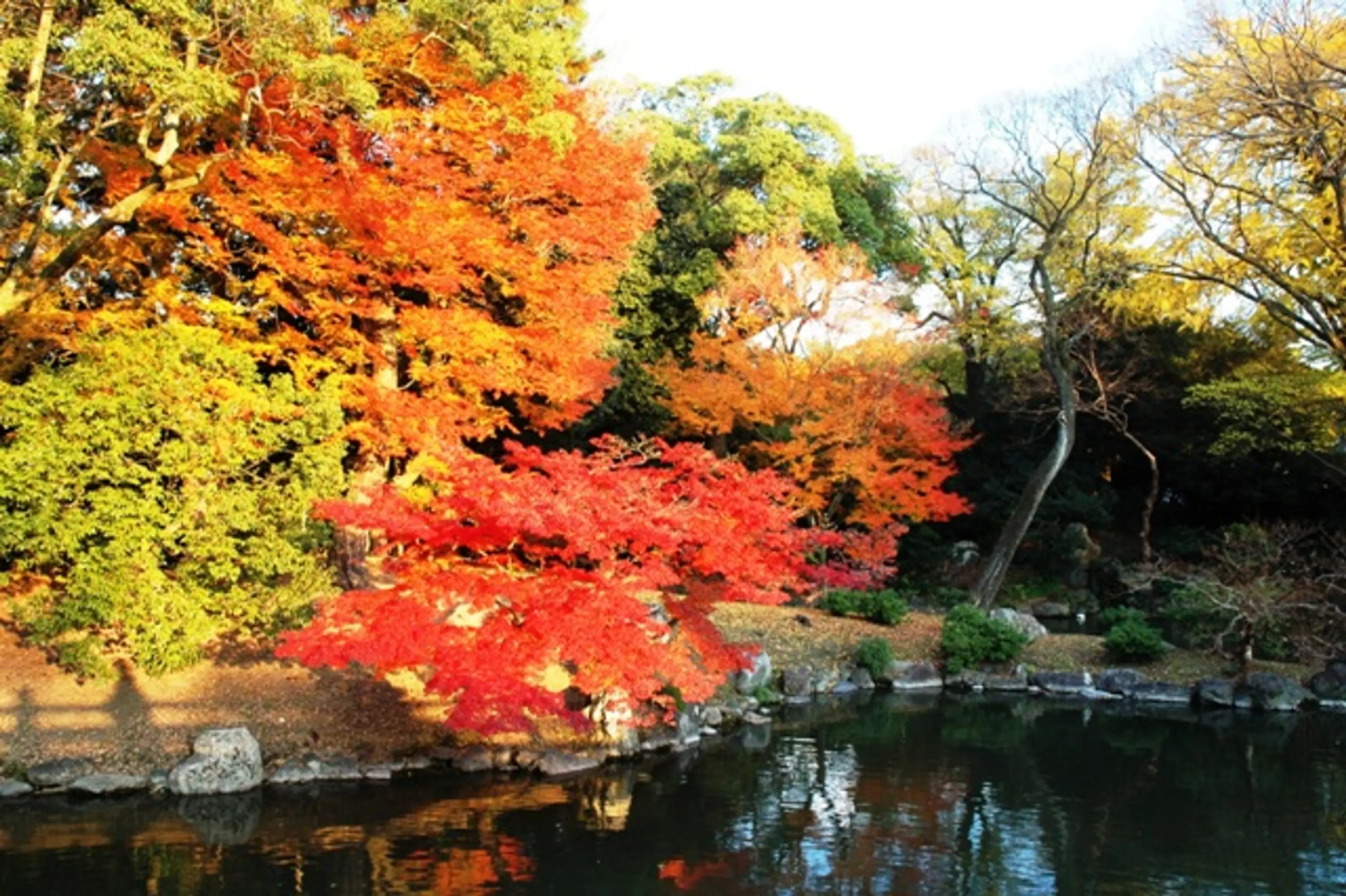 【京都御苑】紅葉