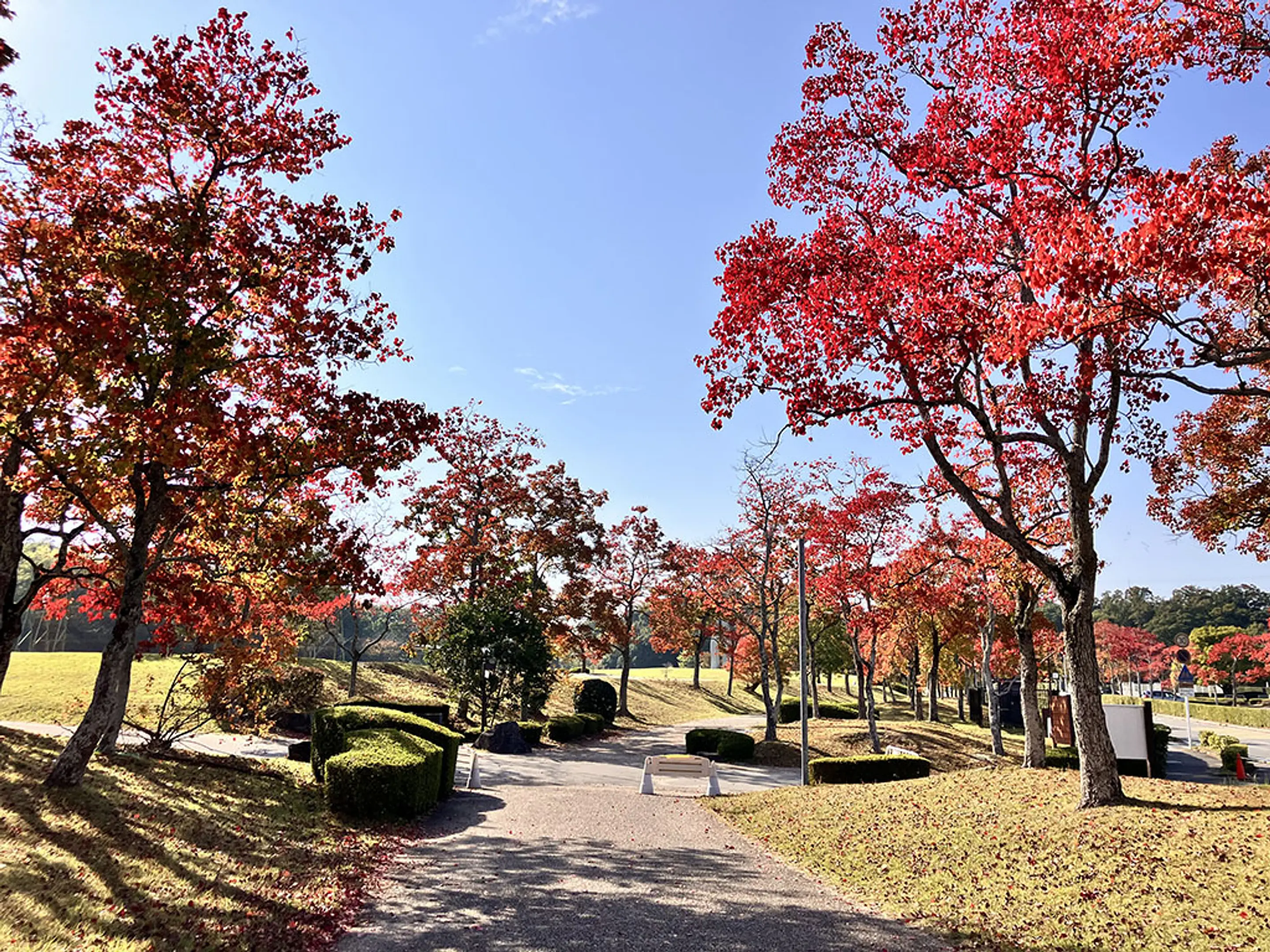 【京都府立山城総合運動公園　「太陽が丘」】紅葉