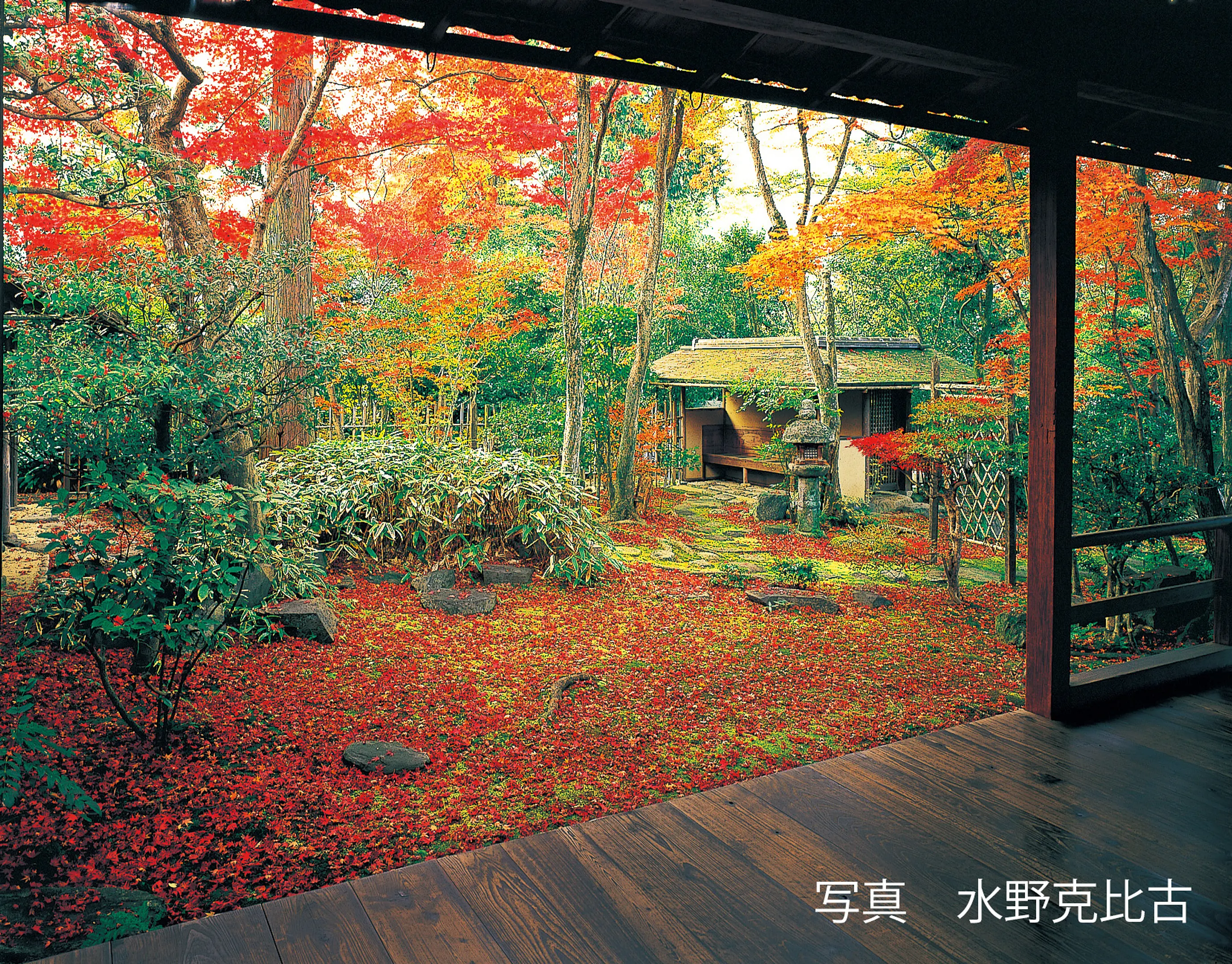 【妙心寺塔頭　大法院】紅葉