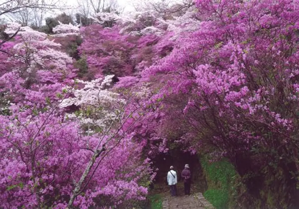 【神童寺】桜