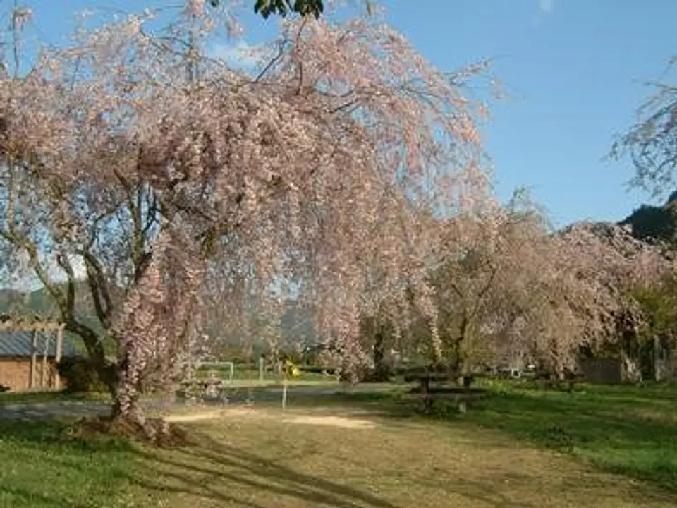 【長谷運動公園】桜