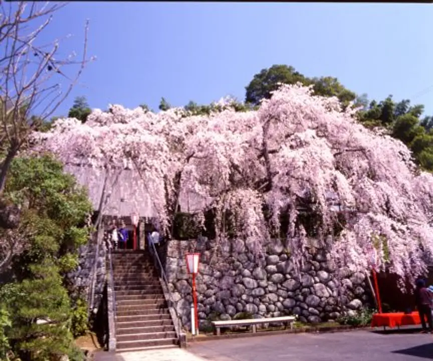 【瑠璃寺】桜