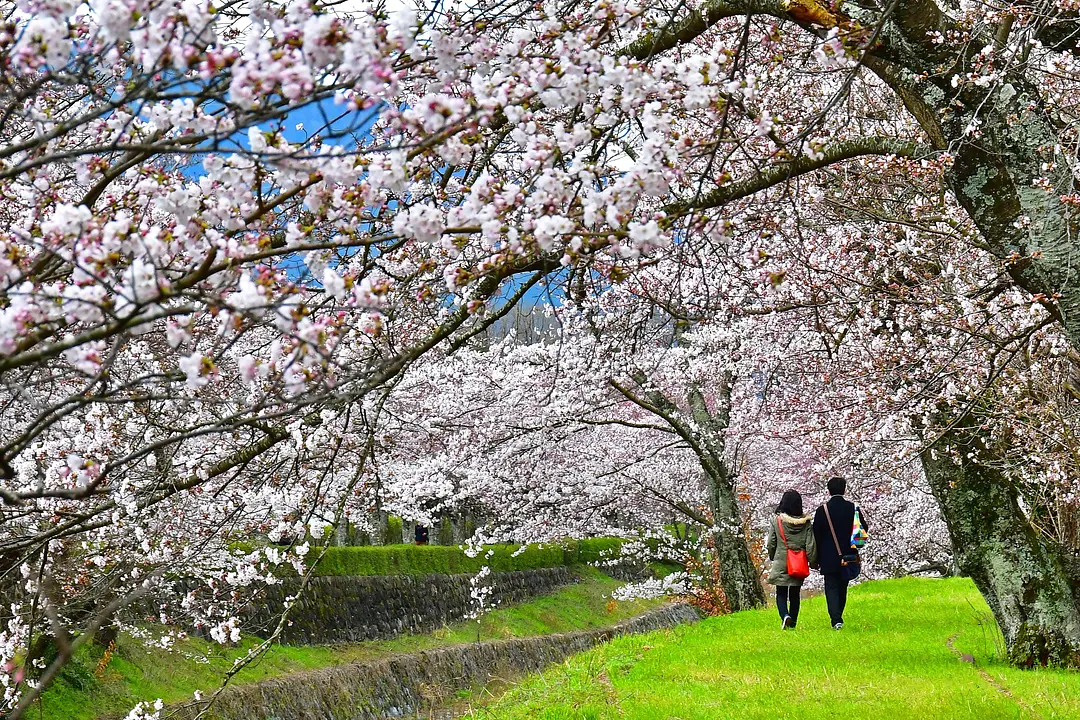 1142亀岡運動公園(桜).jpg