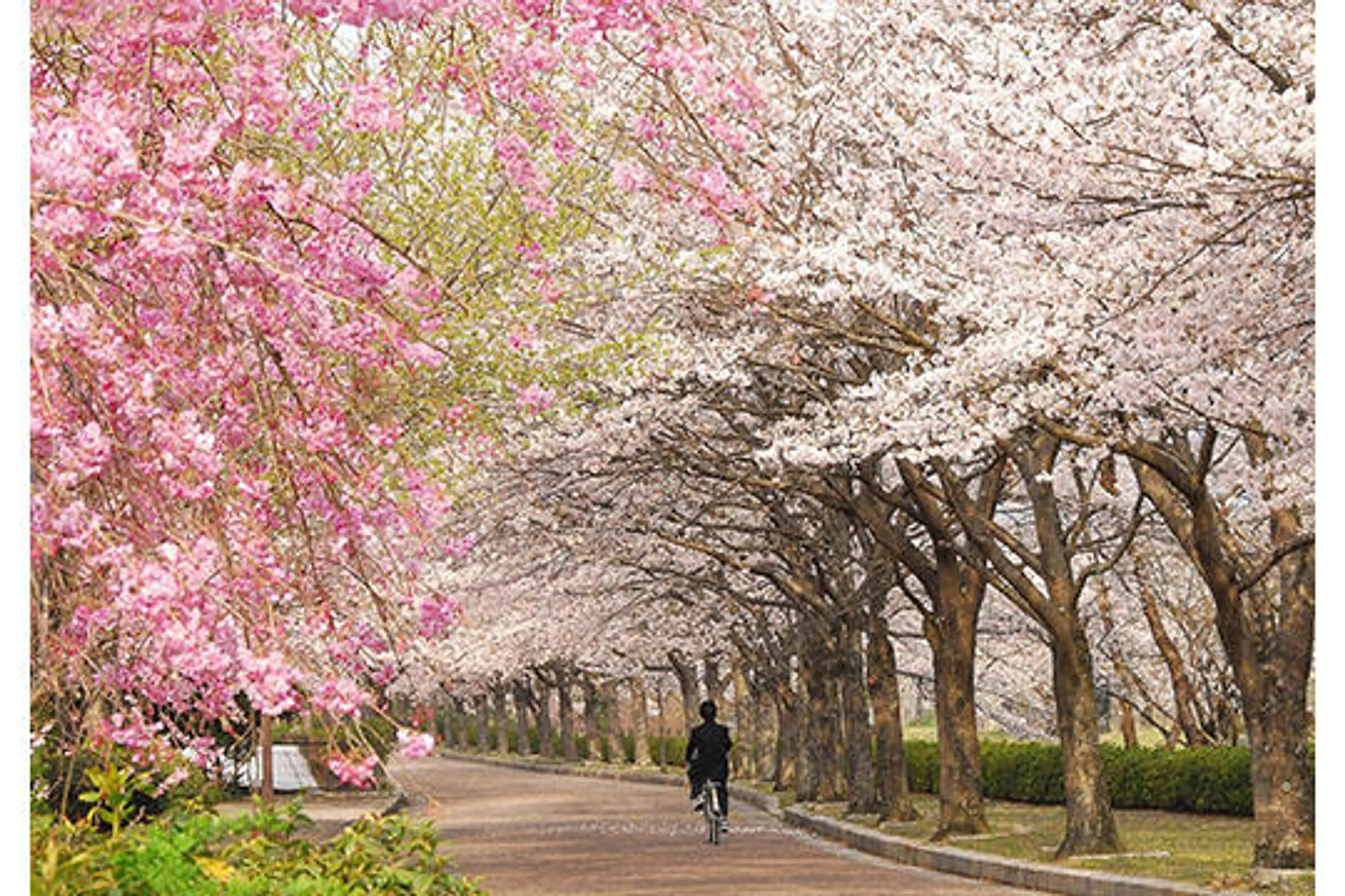 1295和らぎの道(桜).jpg