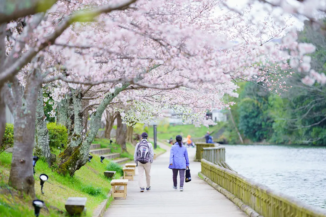 1371南郷公園(桜).jpg