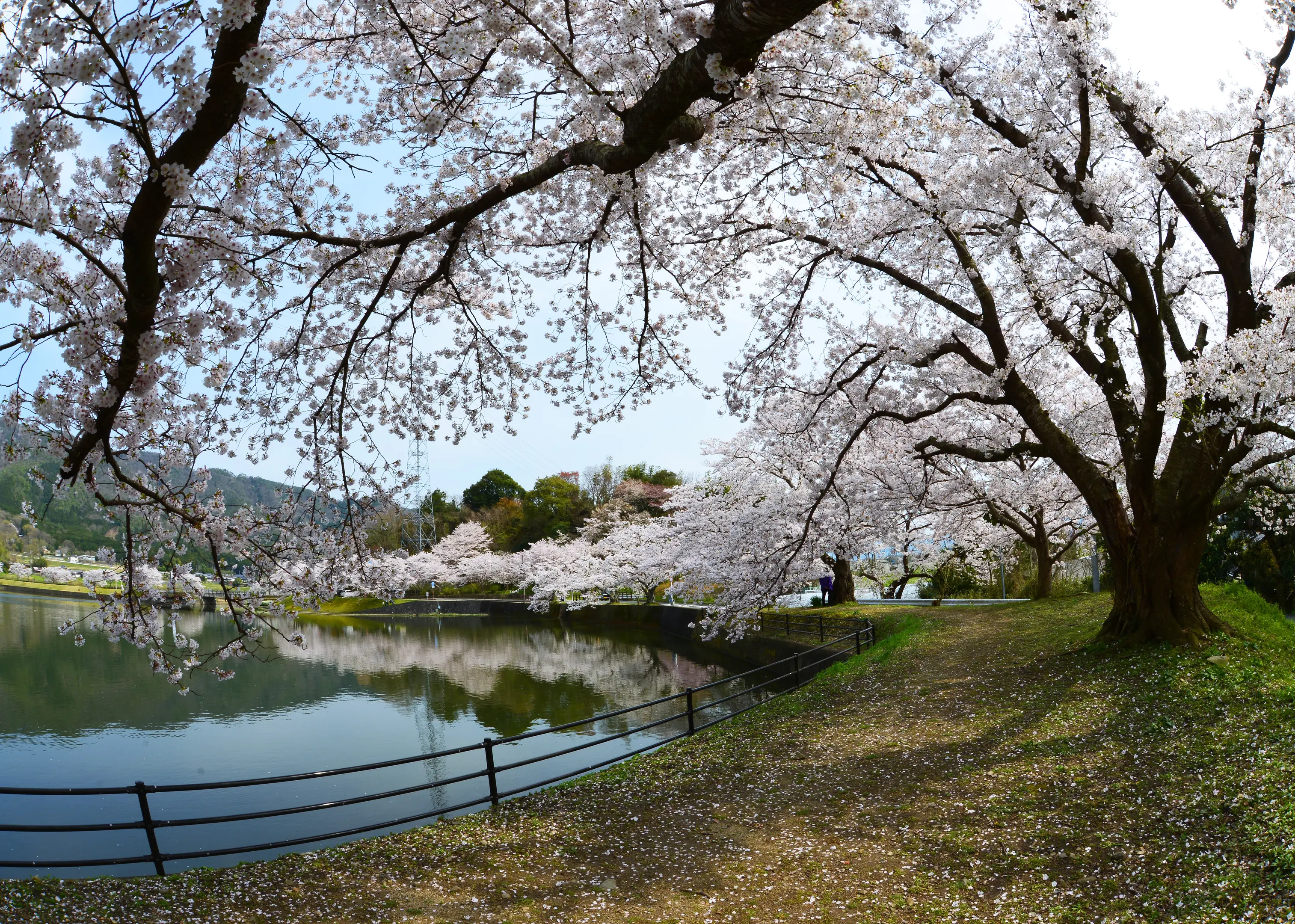 1372平の沢公園(桜).jpg