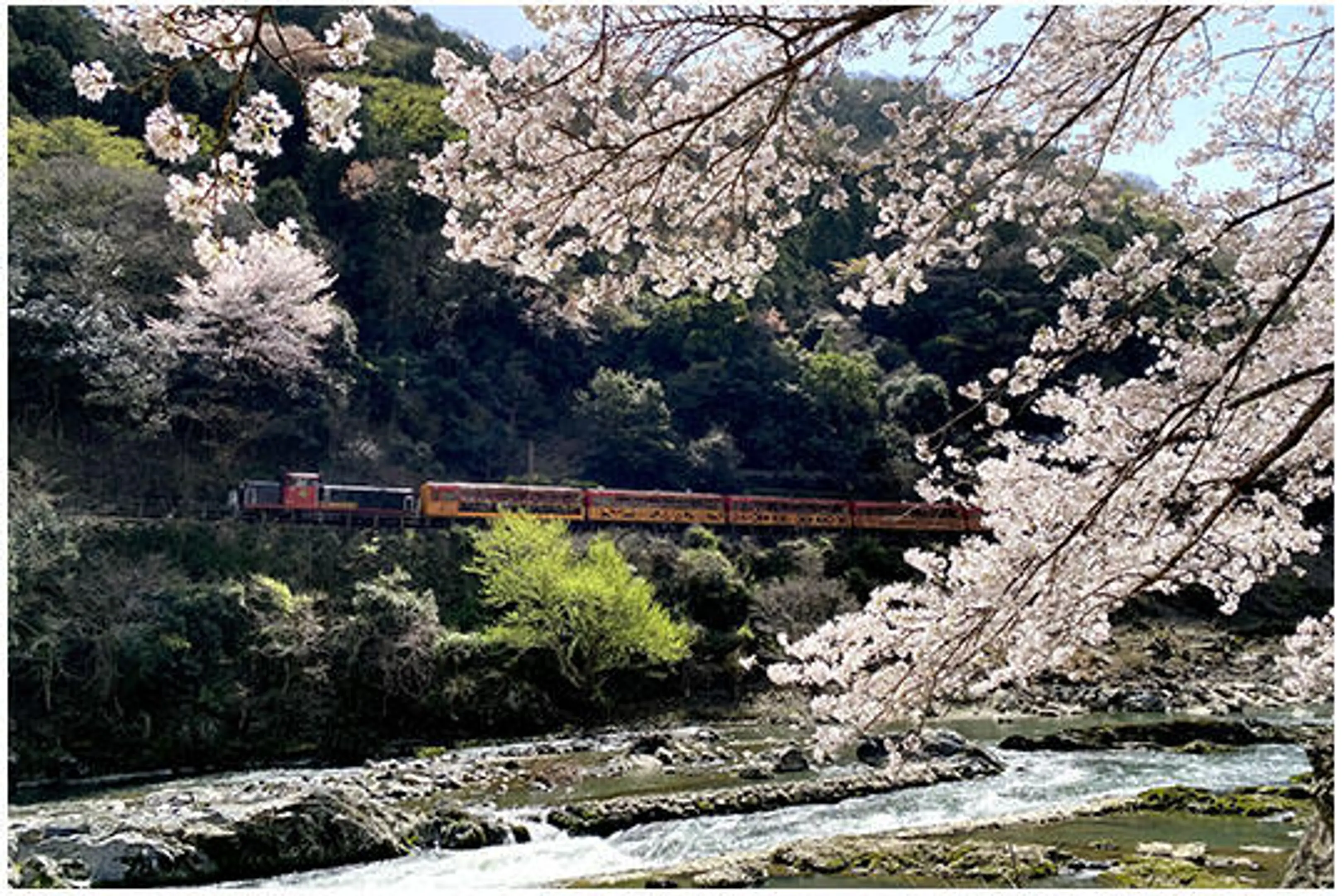 1370保津峡(桜).jpg