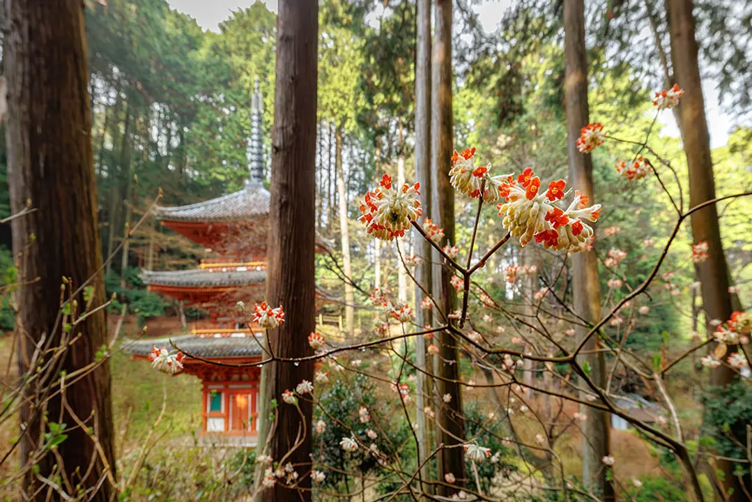 【岩船寺】みつまた