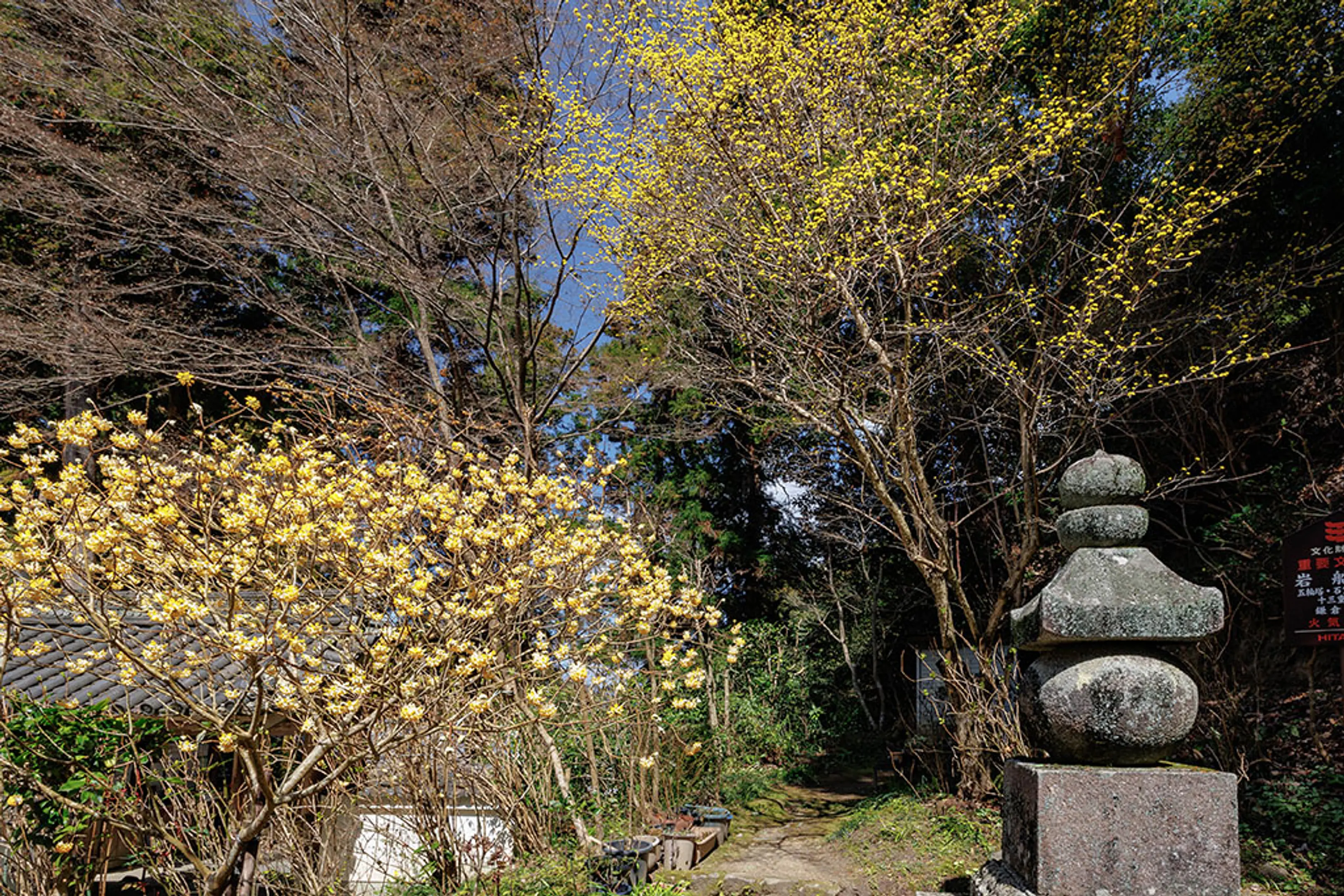 【岩船寺】みつまた