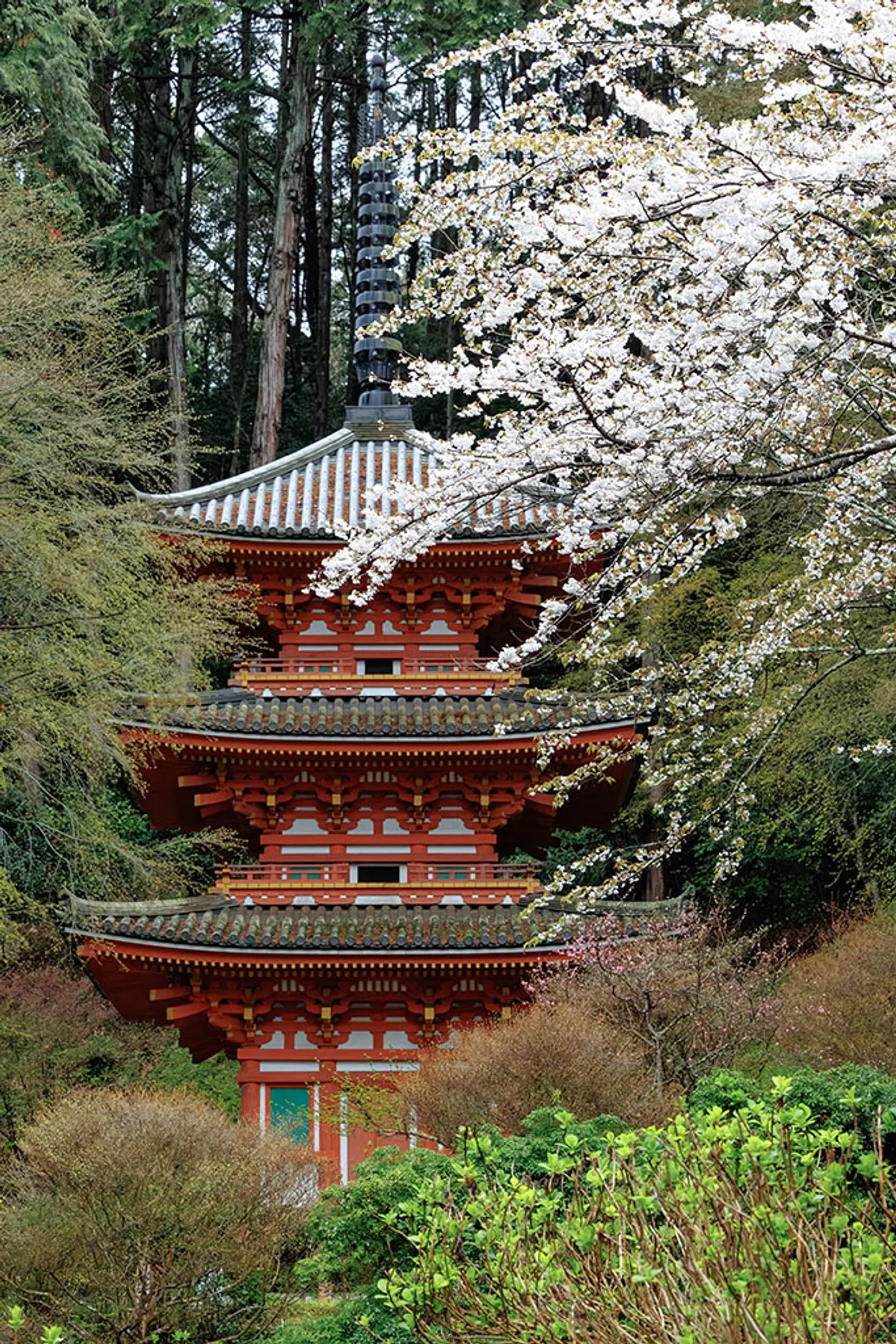 【岩船寺】桜