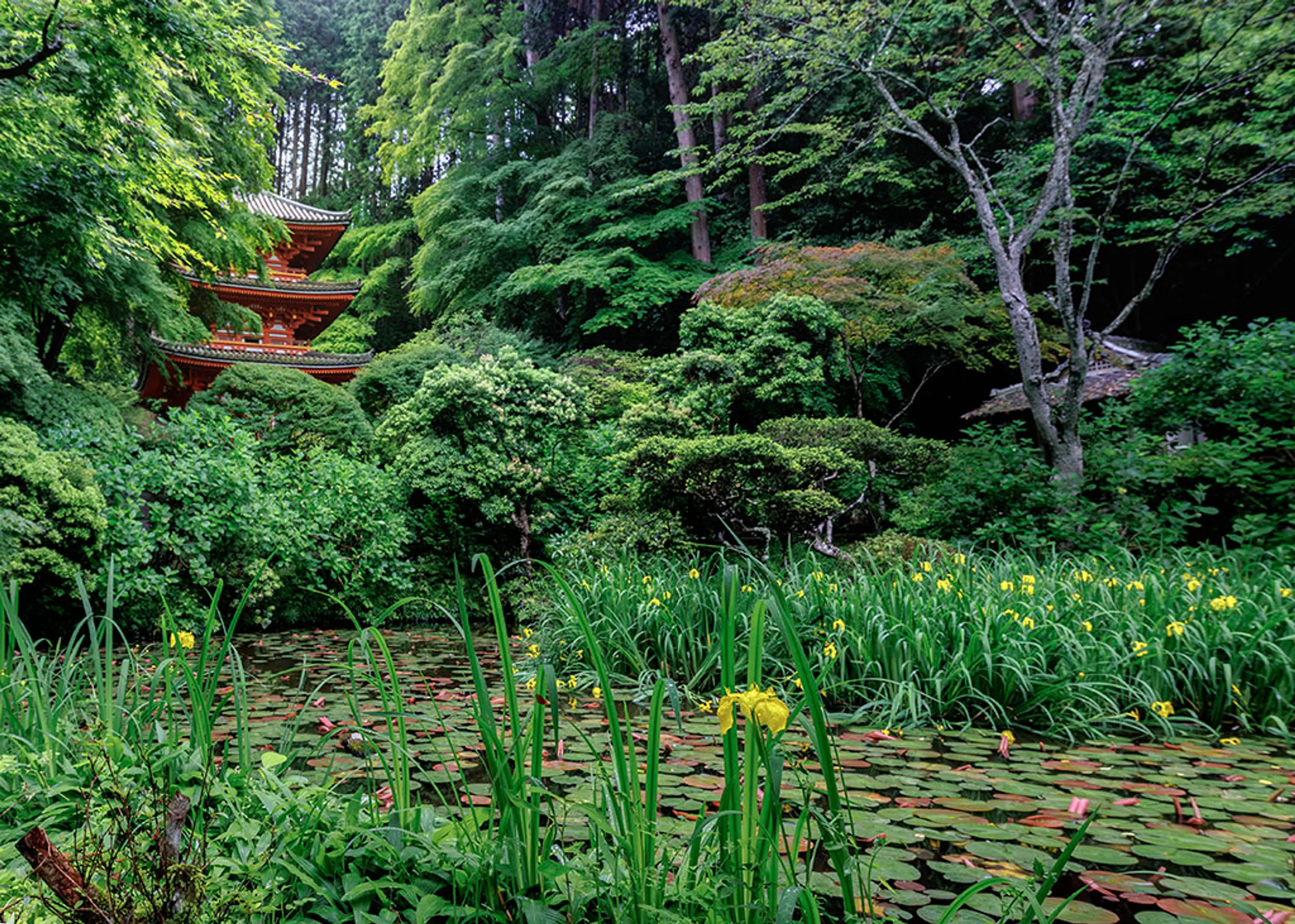 【岩船寺】黄菖蒲