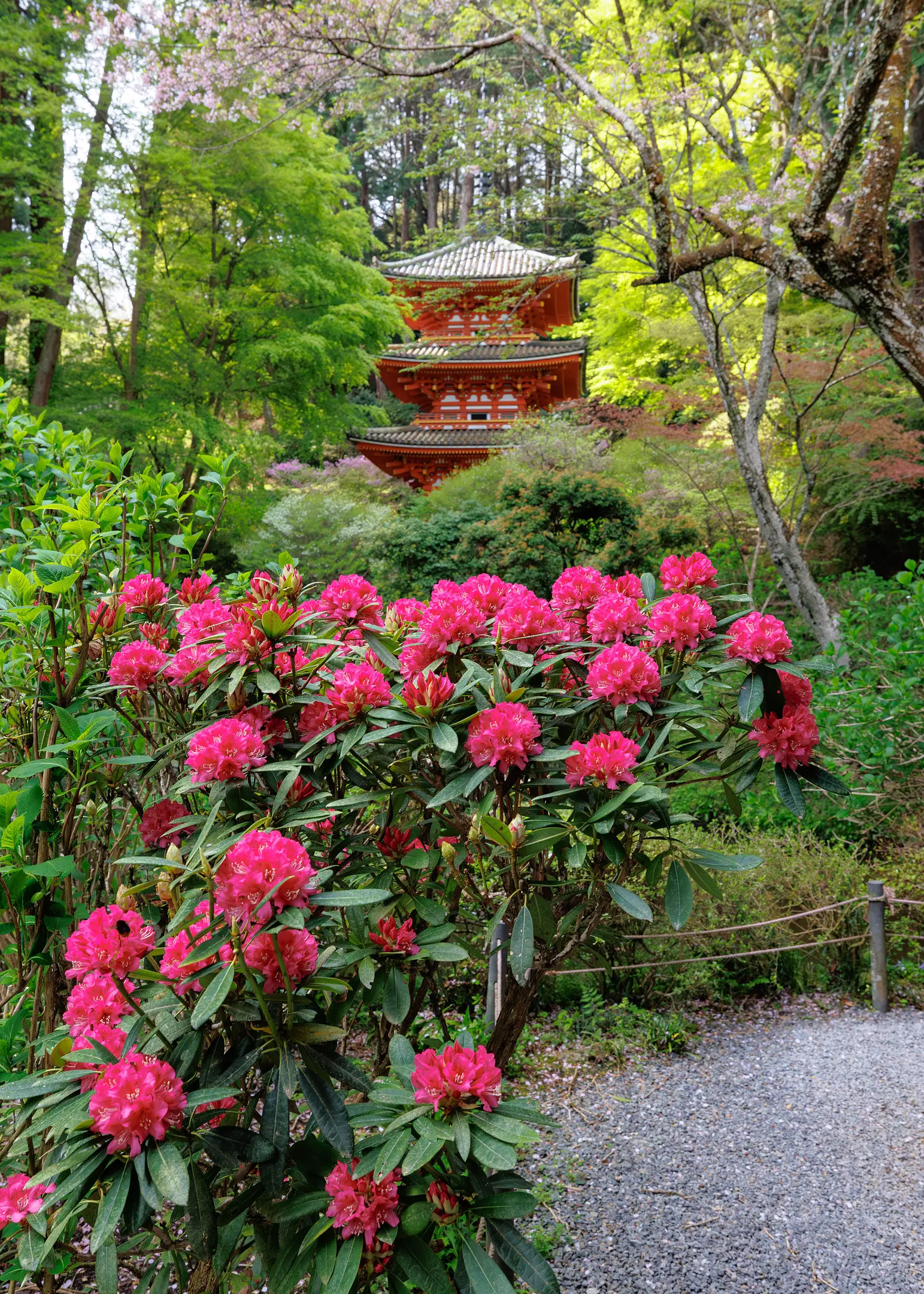 【岩船寺】シャクナゲ