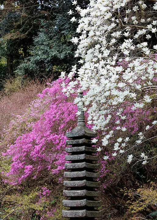 【岩船寺】ミツバツツジ