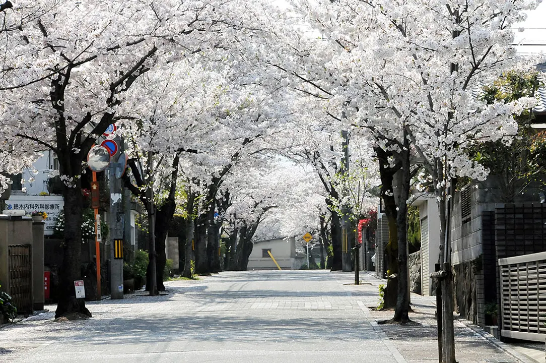 【桜の径】桜