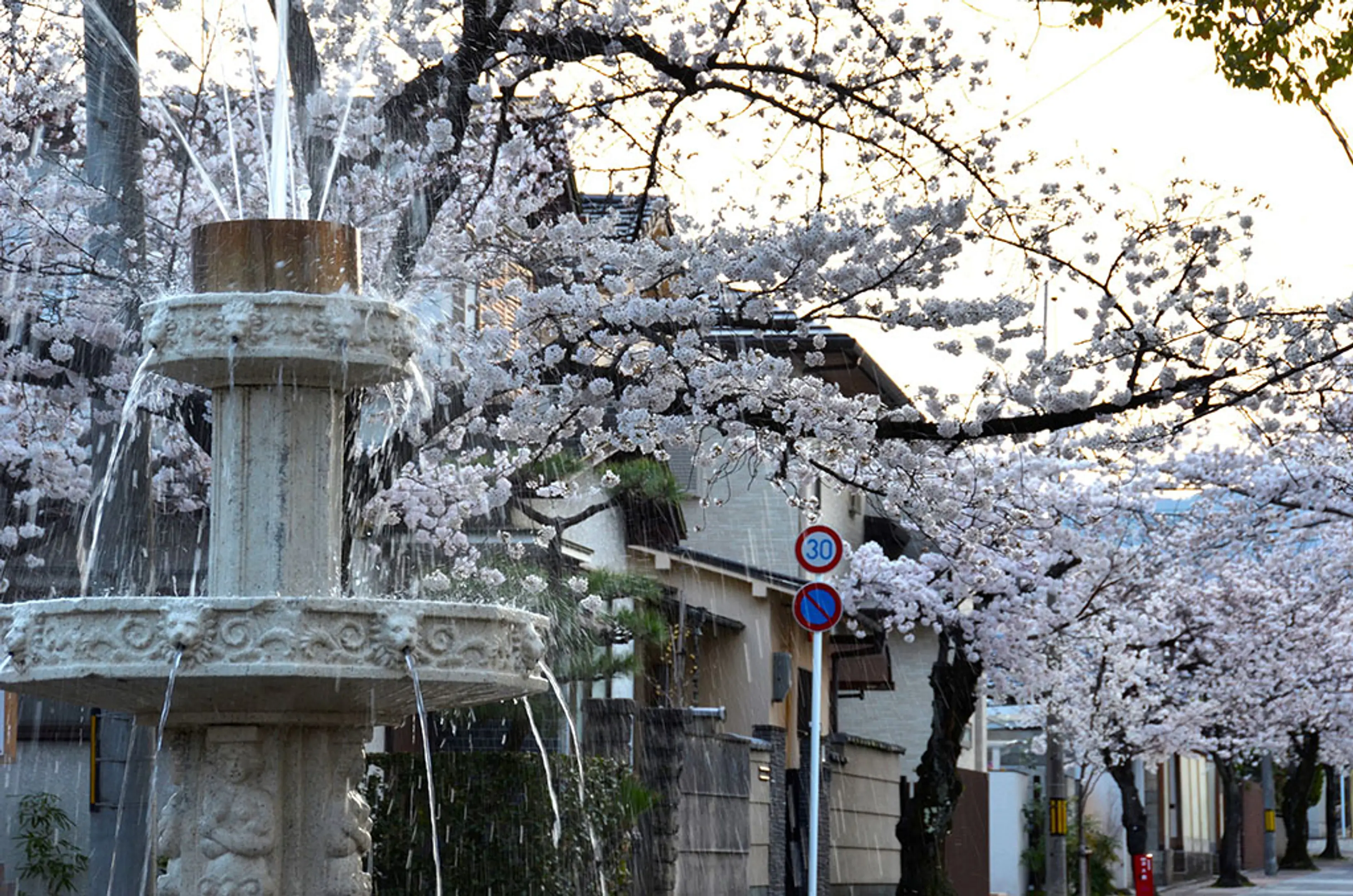 【桜の径】桜