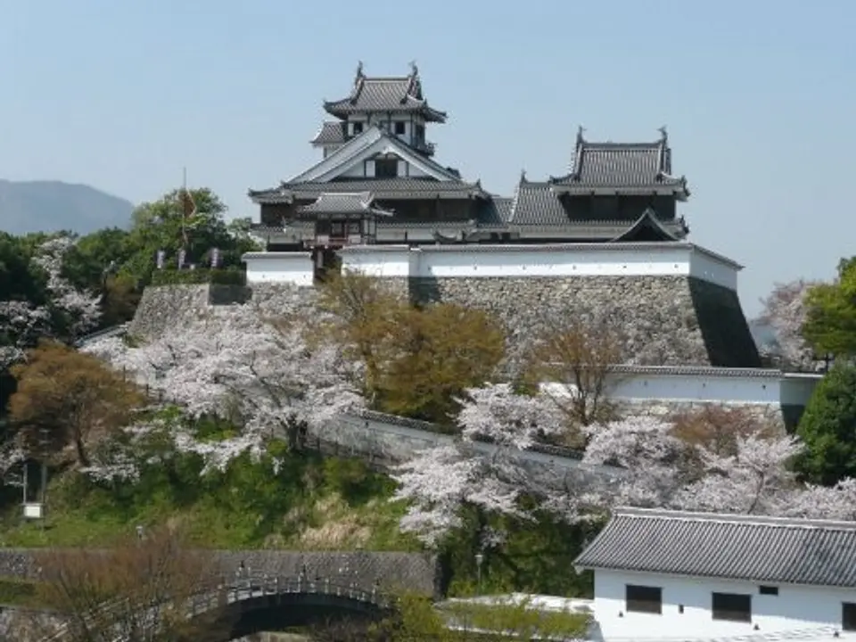 【福知山城】桜