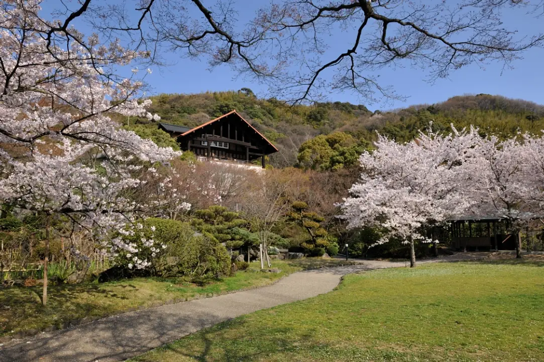 【アサヒグループ大山崎山荘美術館庭園】桜