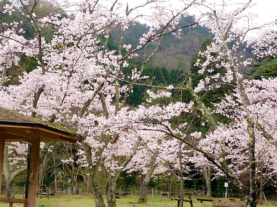 【滝上公園】桜