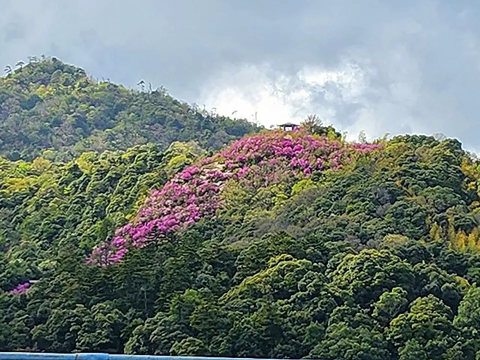 【滝上山】つつじ