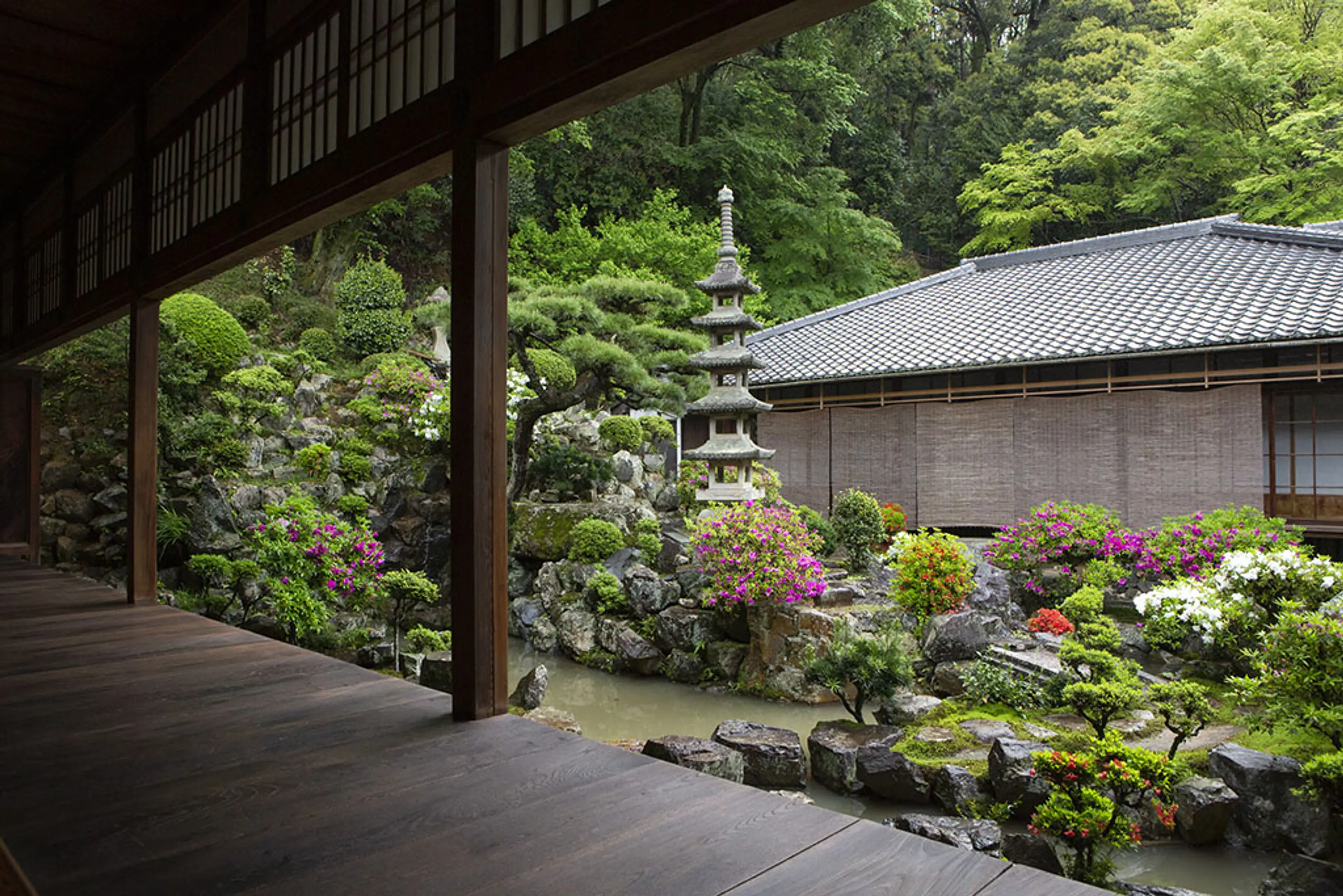 【興聖寺】さつき