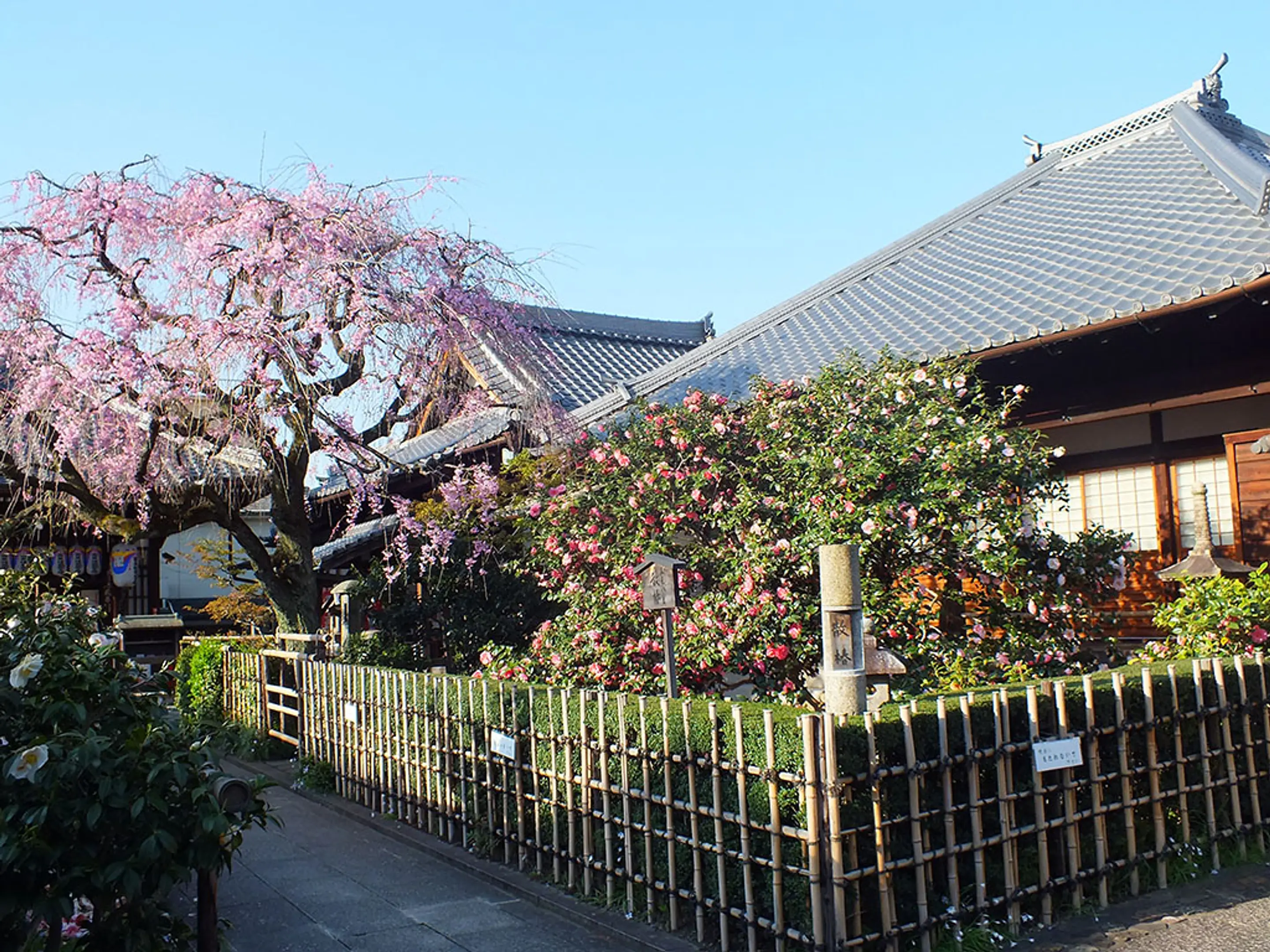 【地蔵院(椿寺)】椿