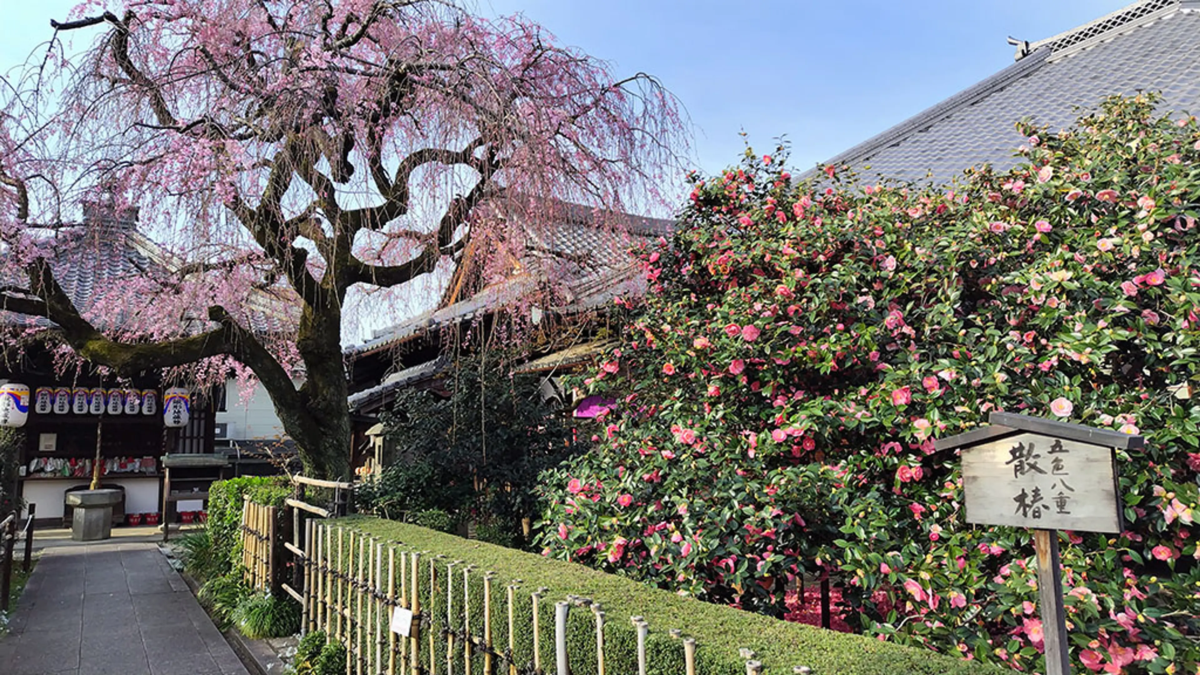 【地蔵院(椿寺)】椿