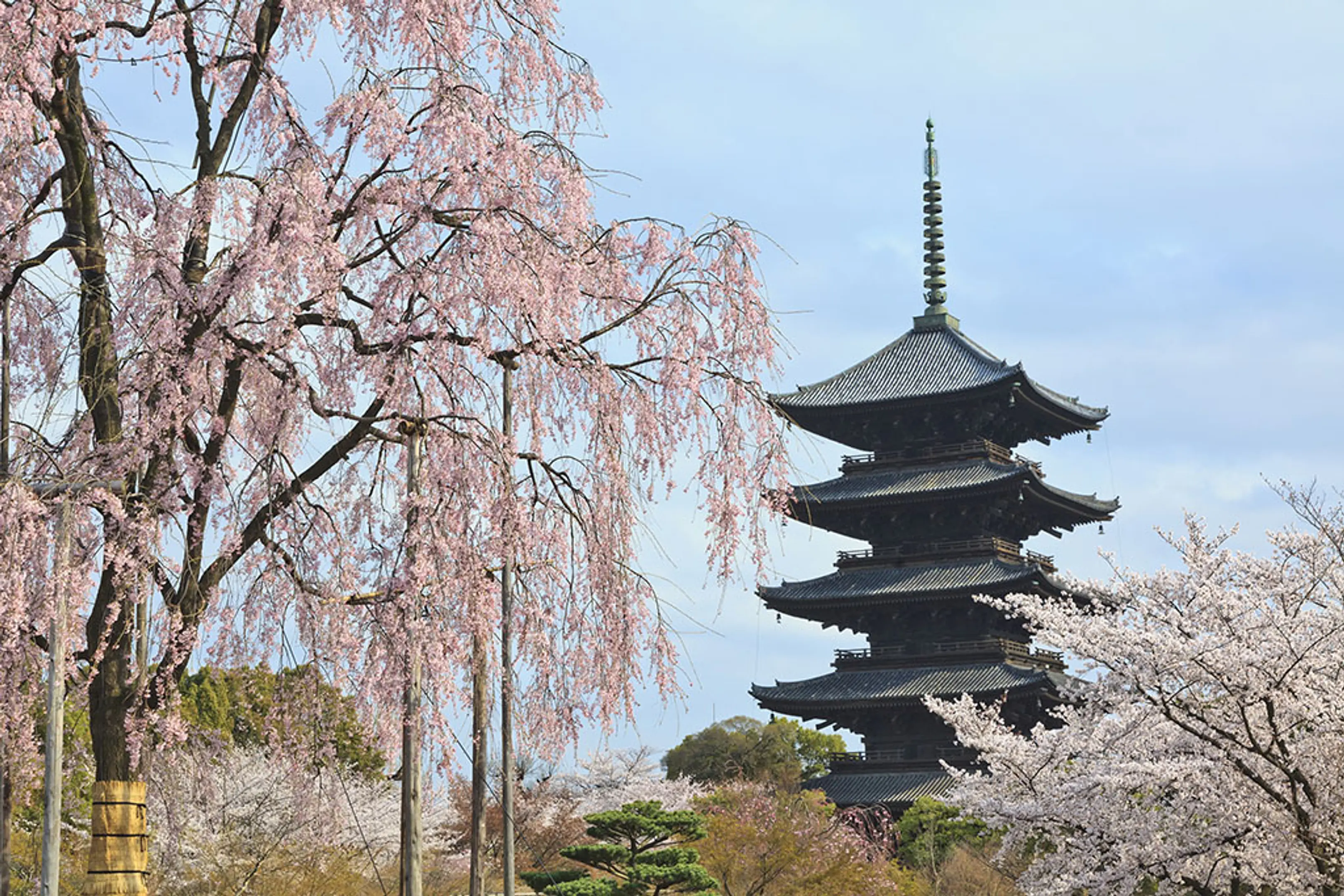 【教王護国寺（東寺）】桜