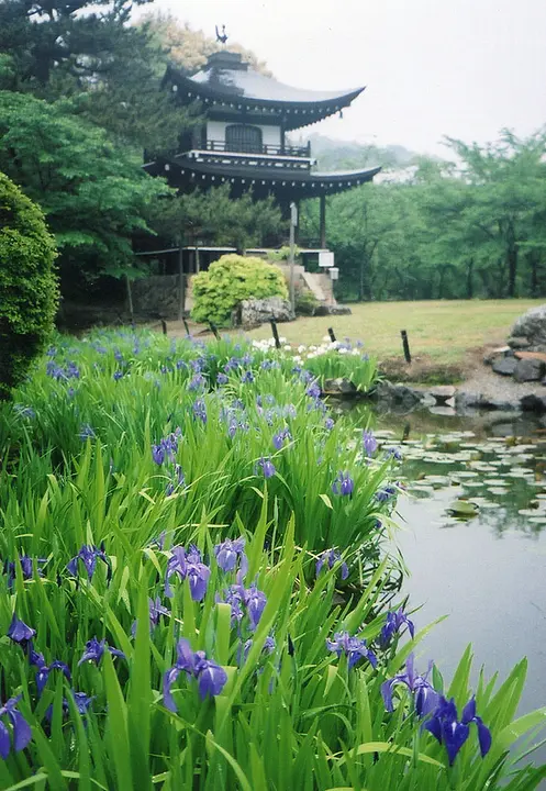 【勧修寺】カキツバタ