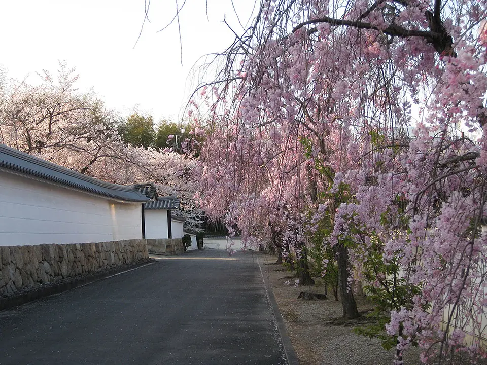 【勧修寺】桜