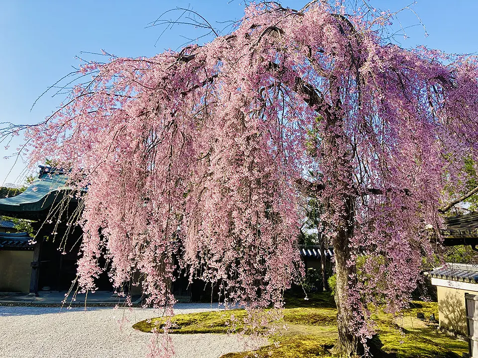 【高台寺】桜