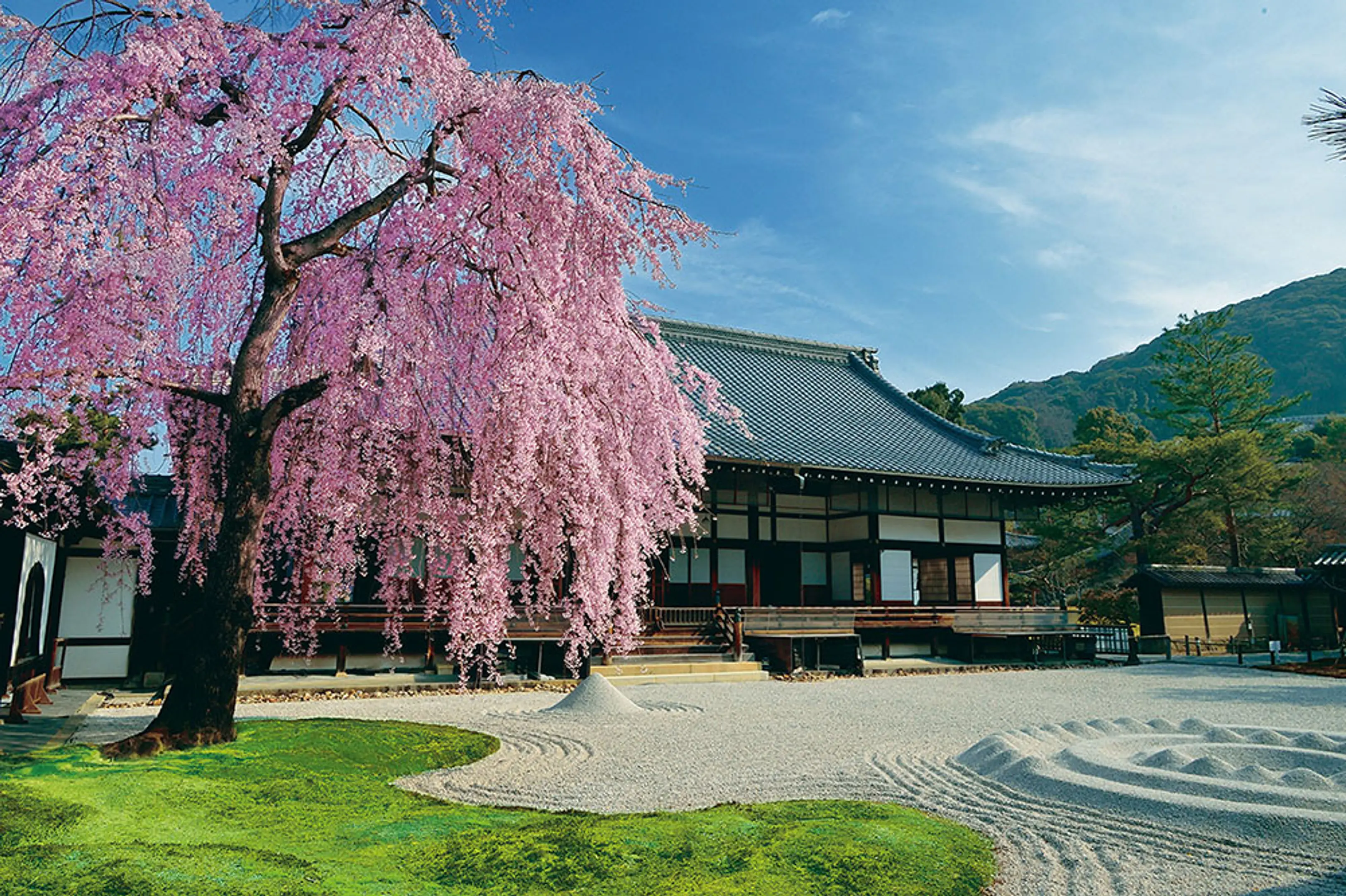 【高台寺】桜