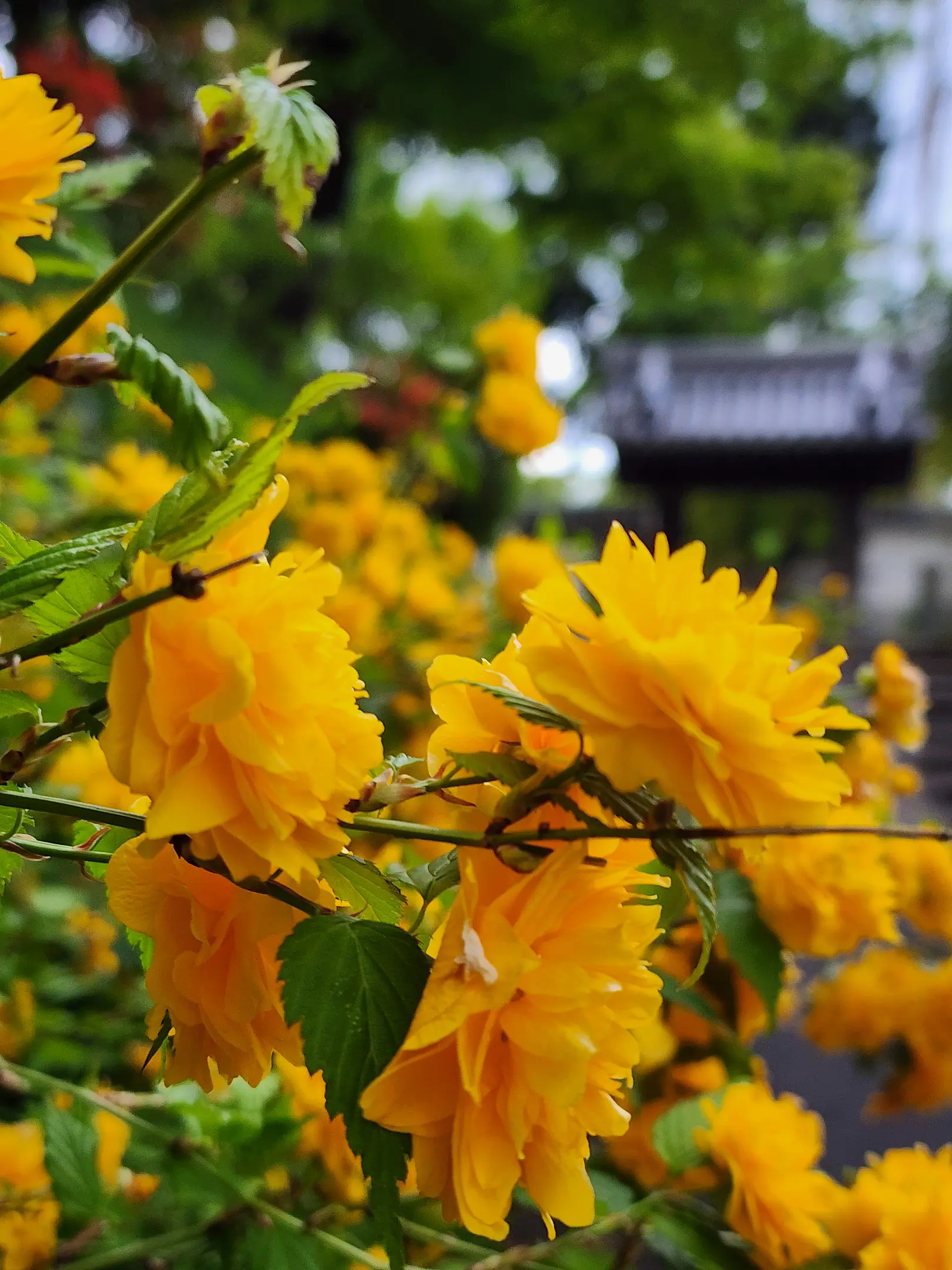 【恵心院】山吹