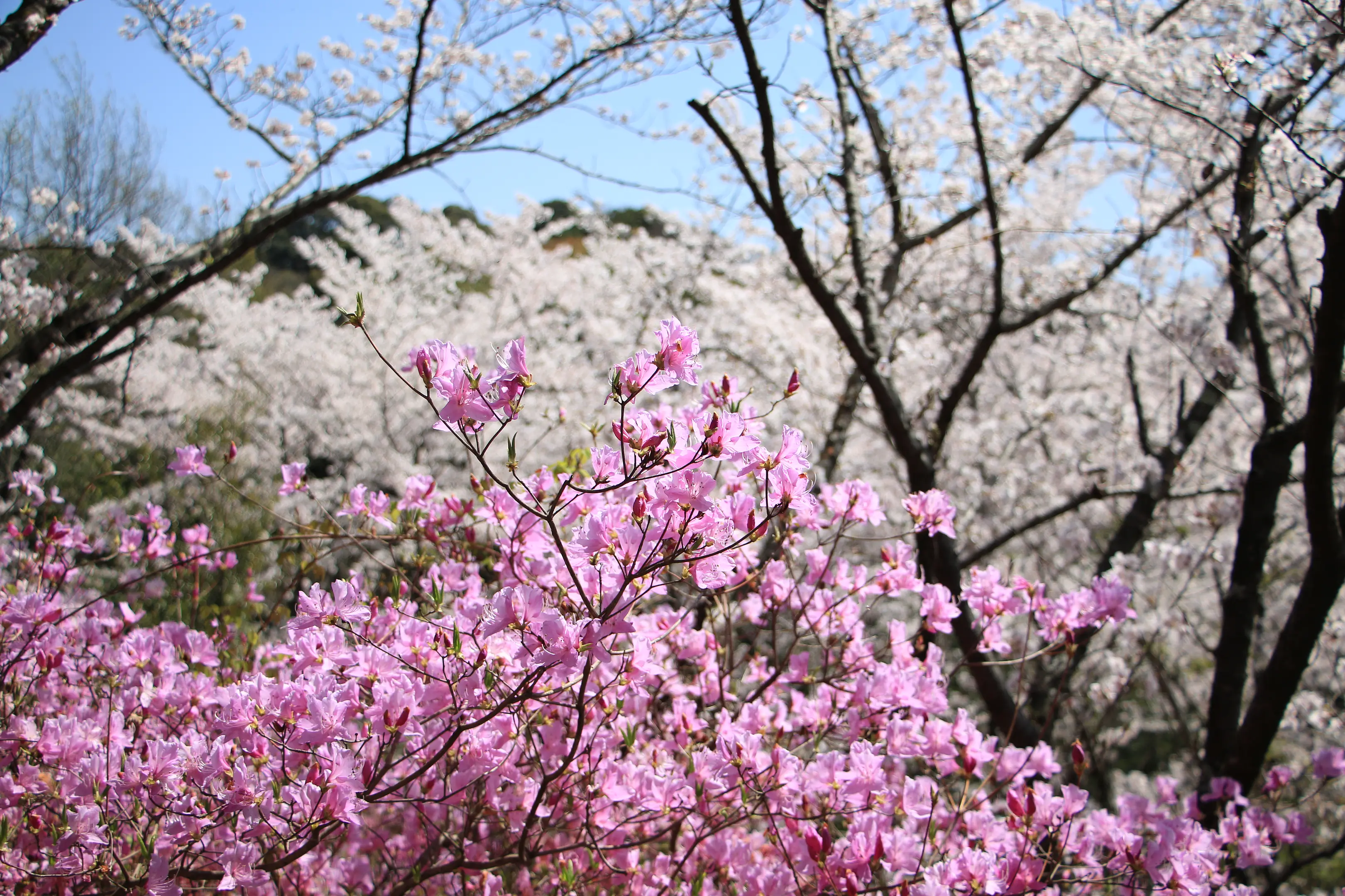 【鴻ノ巣山】つつじ