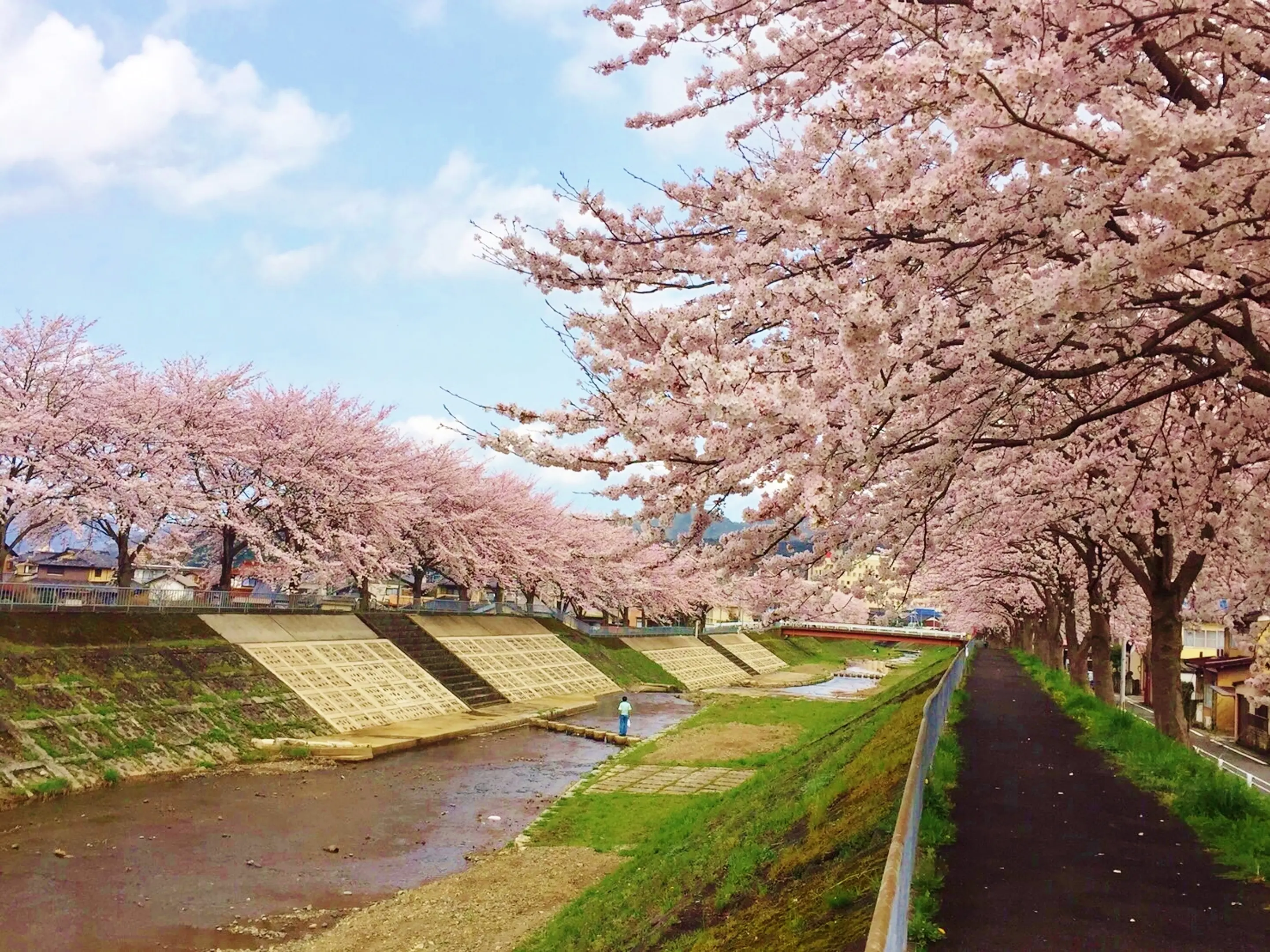 【与保呂川沿い】桜