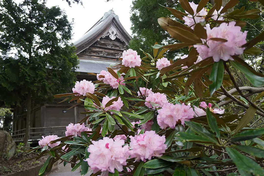 【成相寺】シャクナゲ