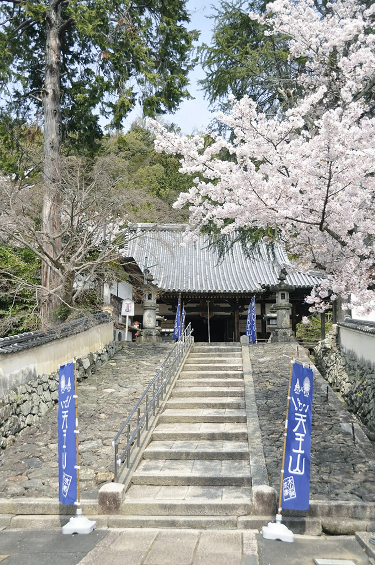 【宝積寺（宝寺）】桜