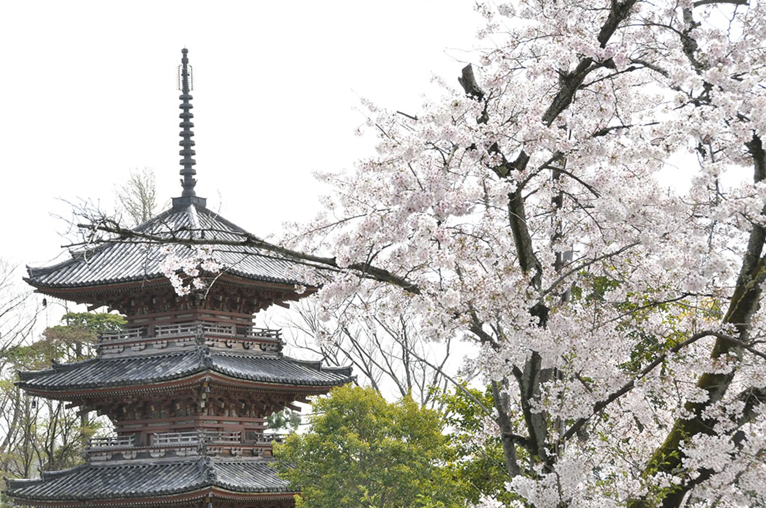 【宝積寺（宝寺）】桜