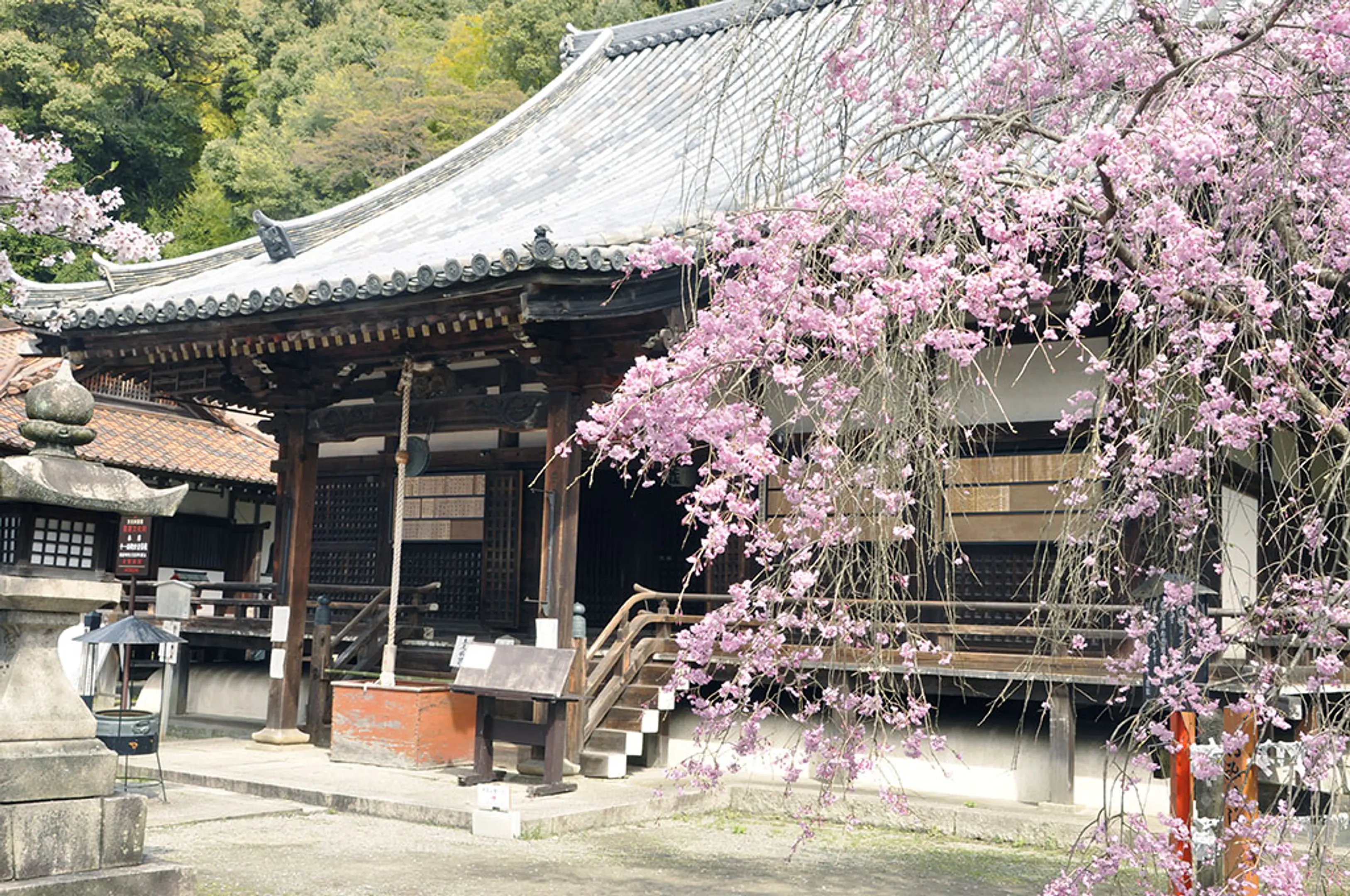 【宝積寺（宝寺）】桜