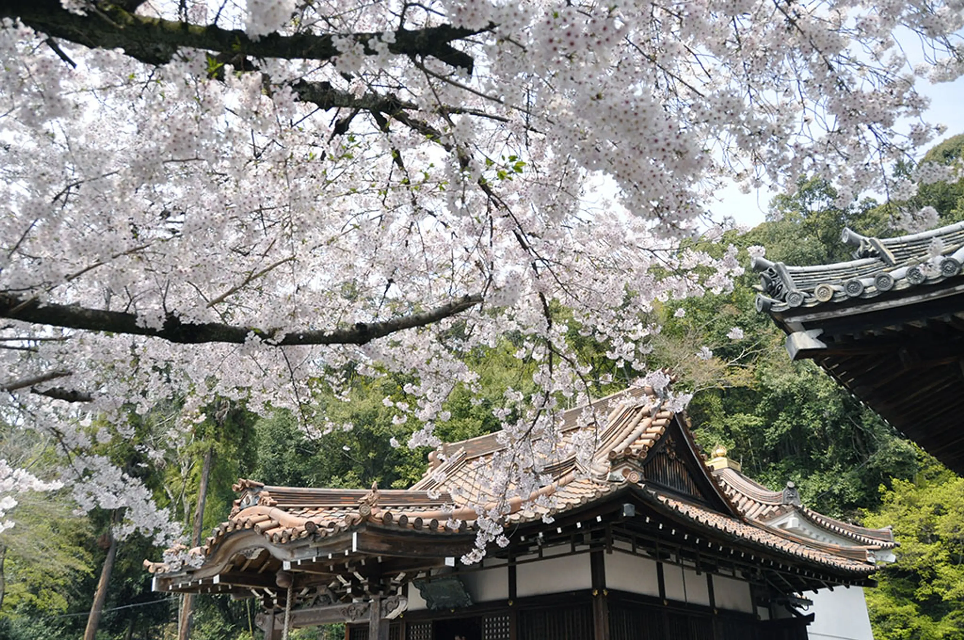 【宝積寺（宝寺）】桜