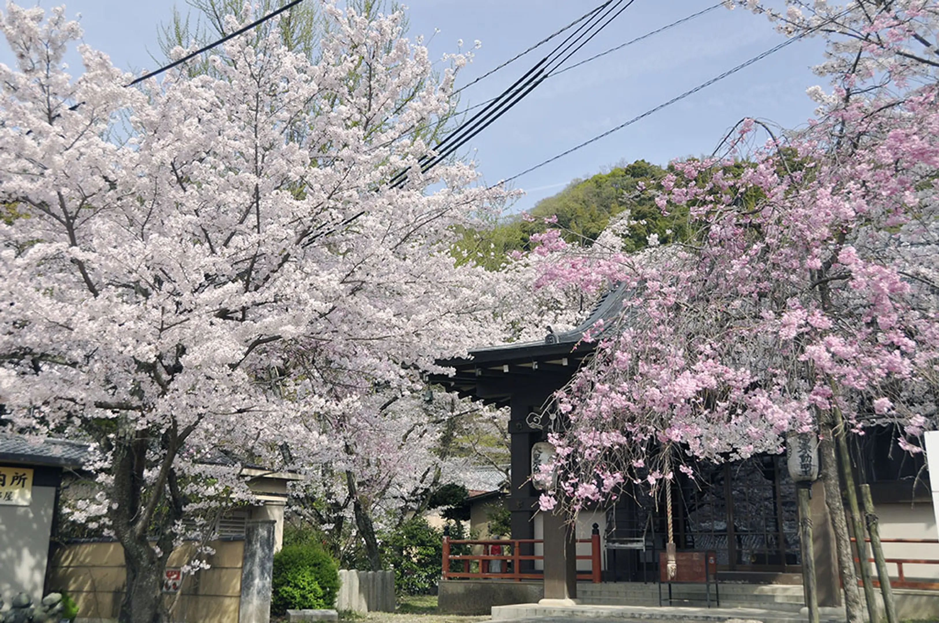 【宝積寺（宝寺）】桜