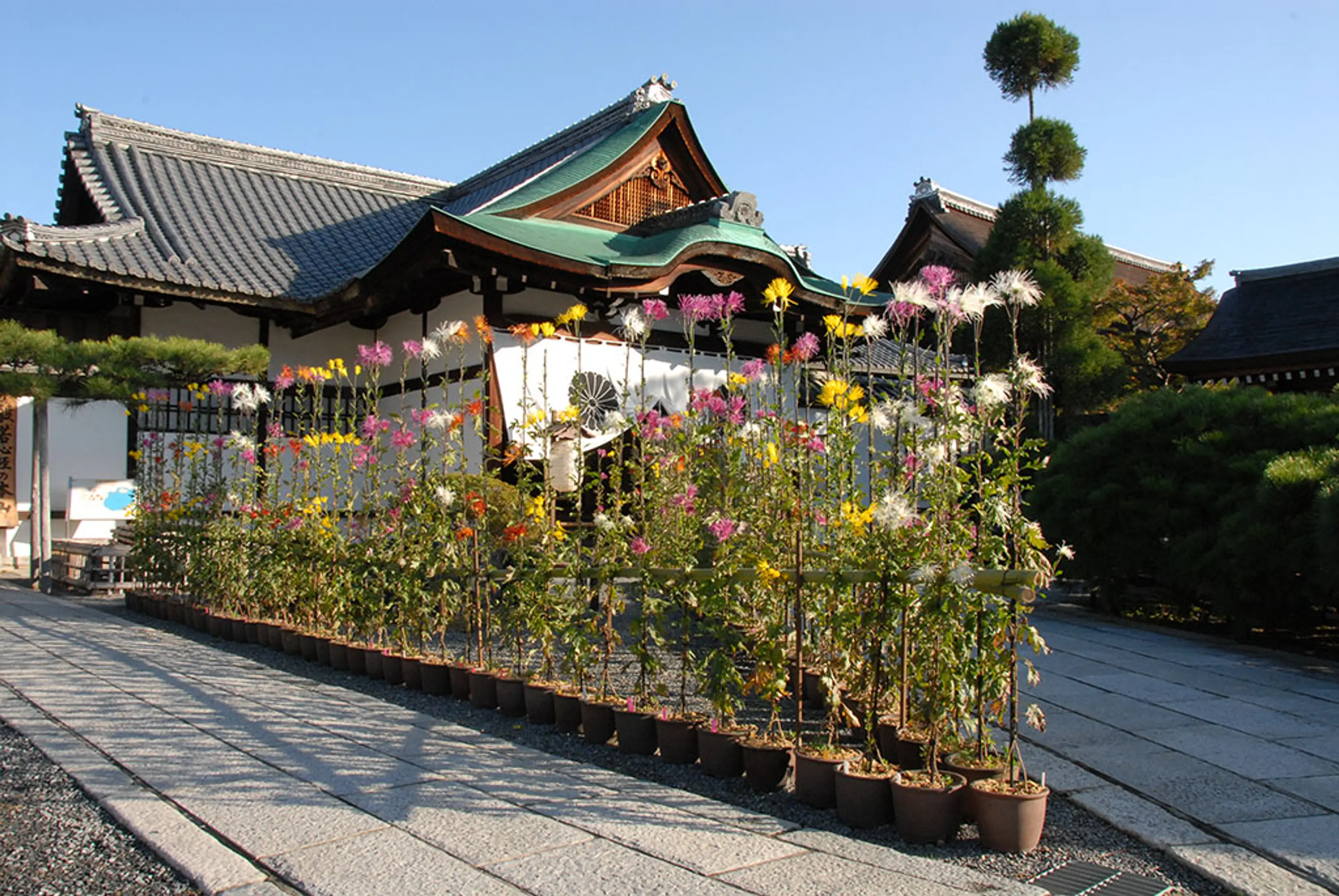 【旧嵯峨御所 大本山大覚寺】嵯峨菊