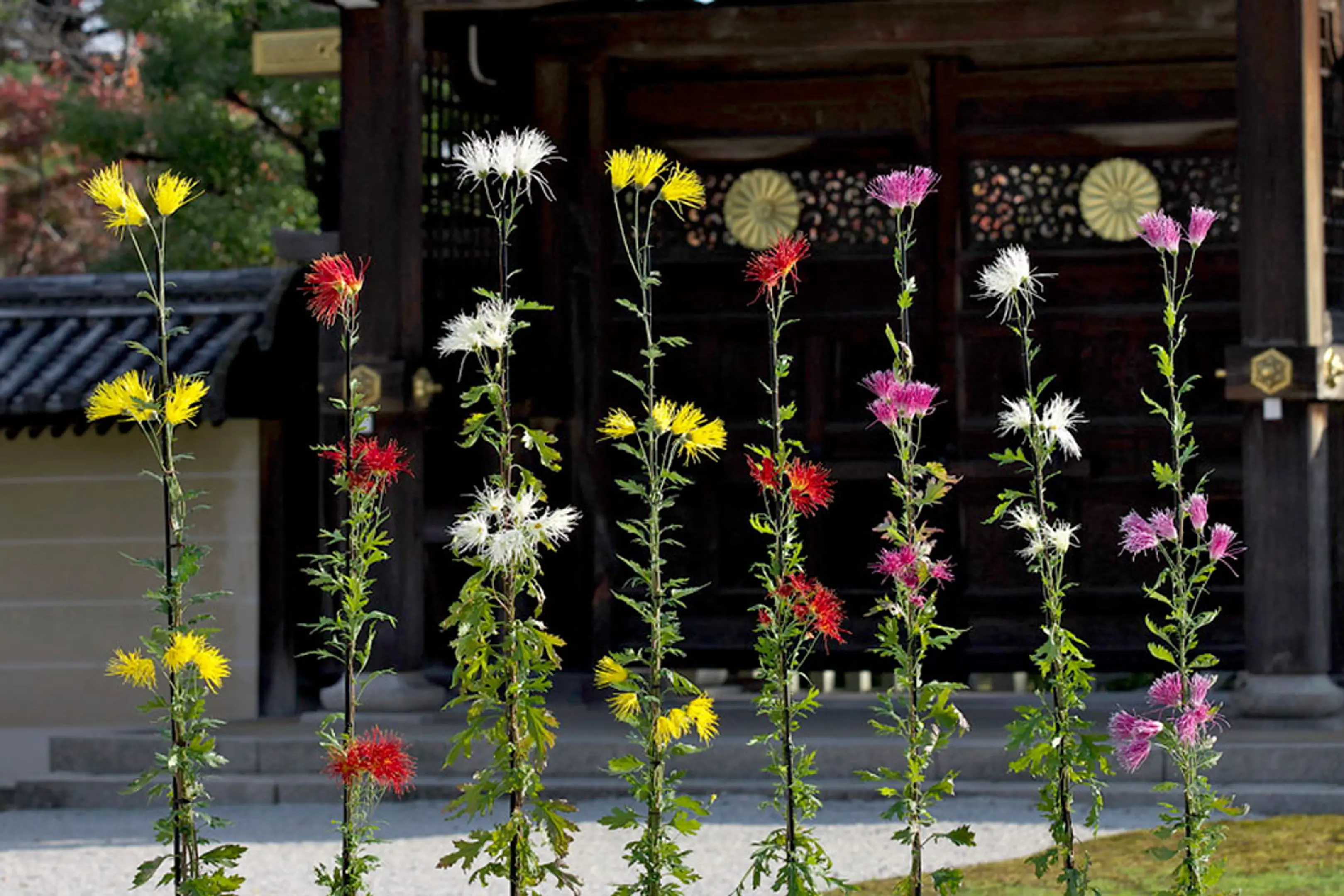 【旧嵯峨御所 大本山大覚寺】嵯峨菊