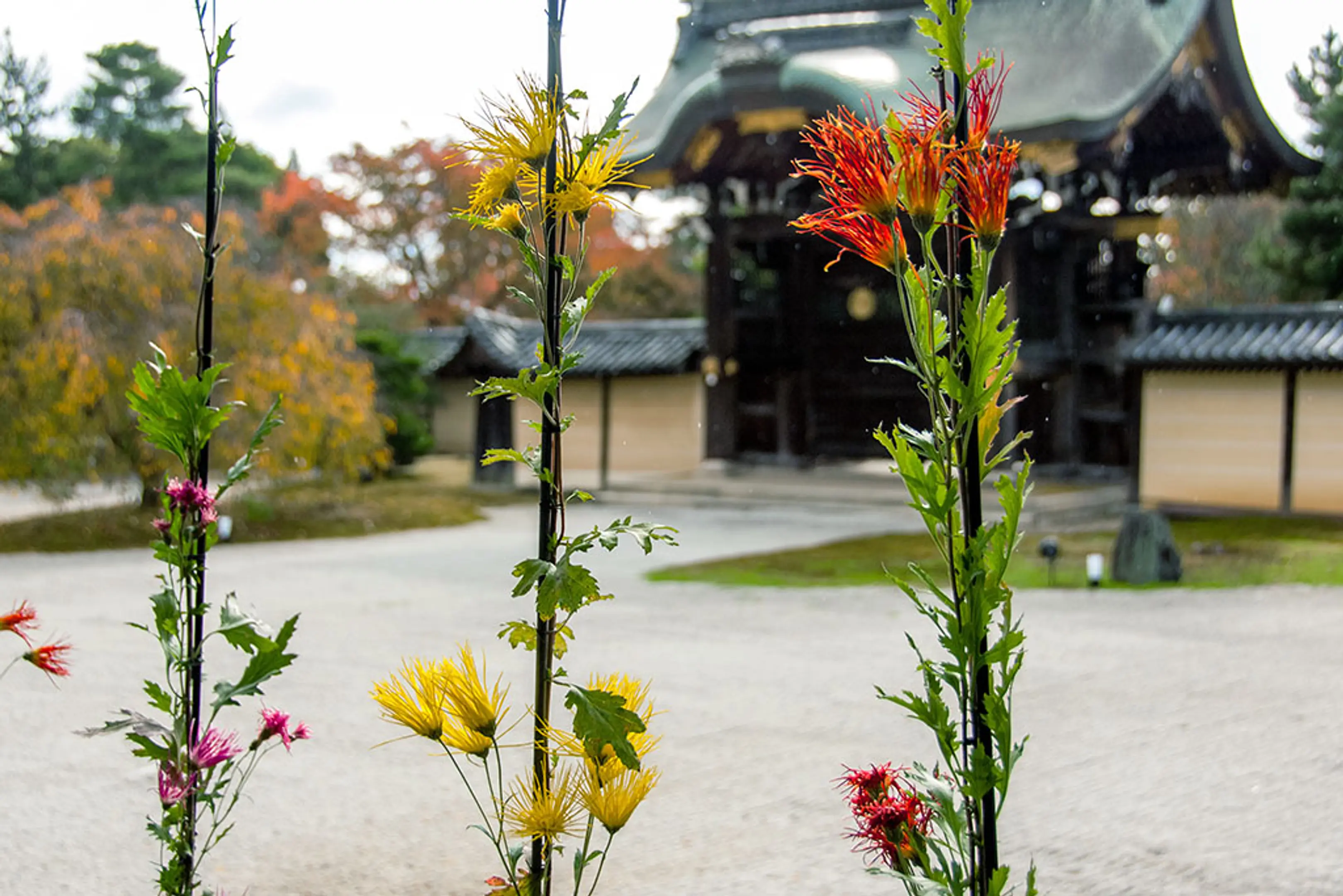 【旧嵯峨御所 大本山大覚寺】嵯峨菊