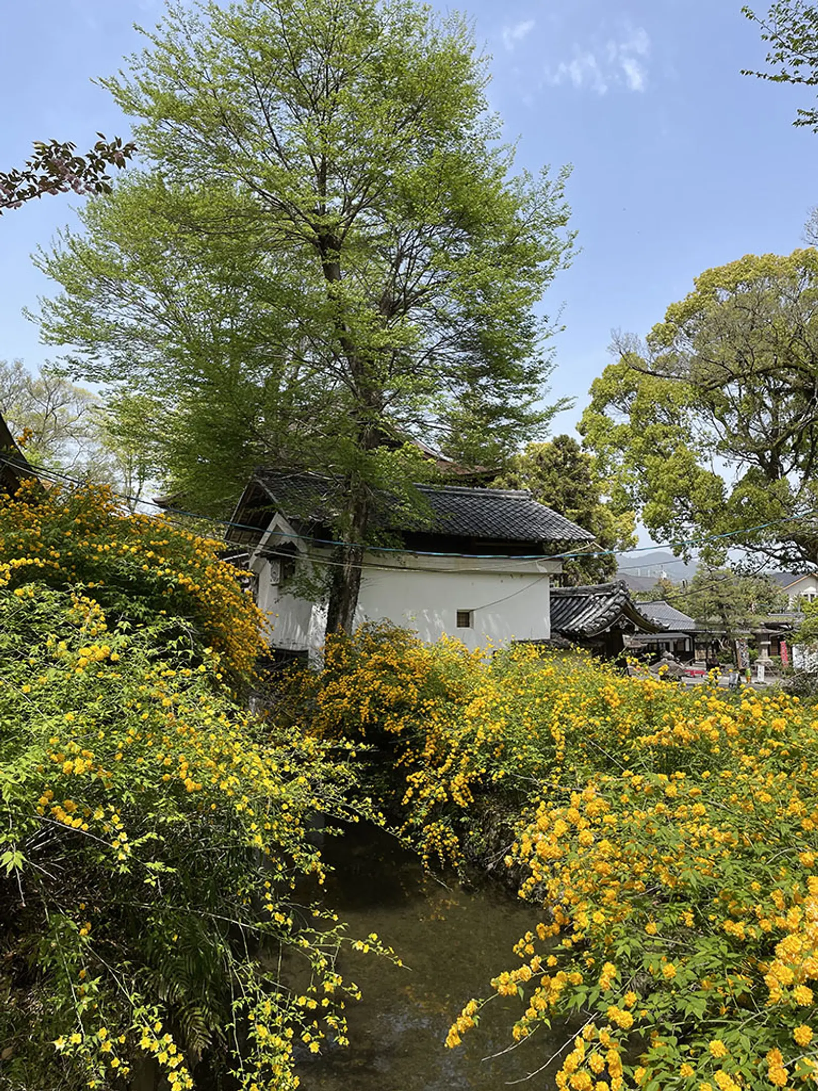 【松尾大社】山吹