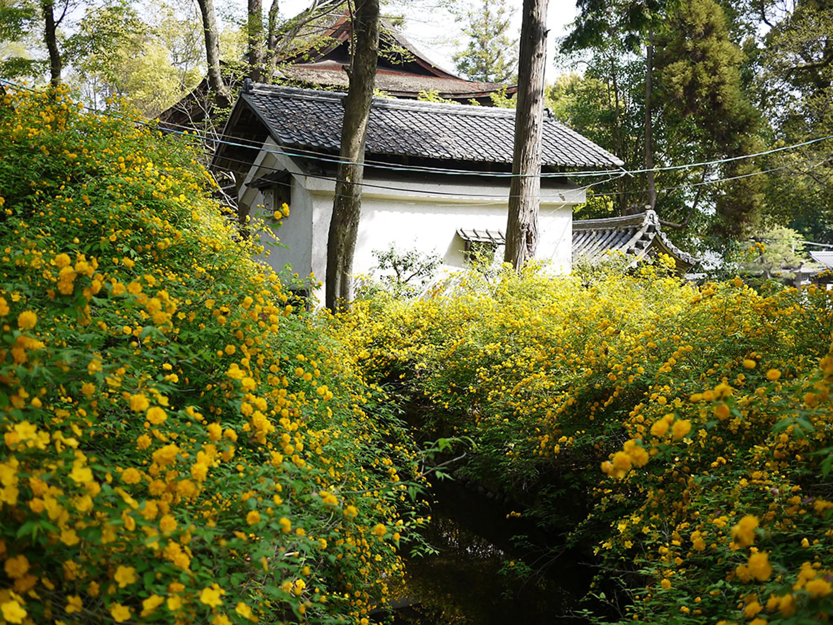 【松尾大社】山吹